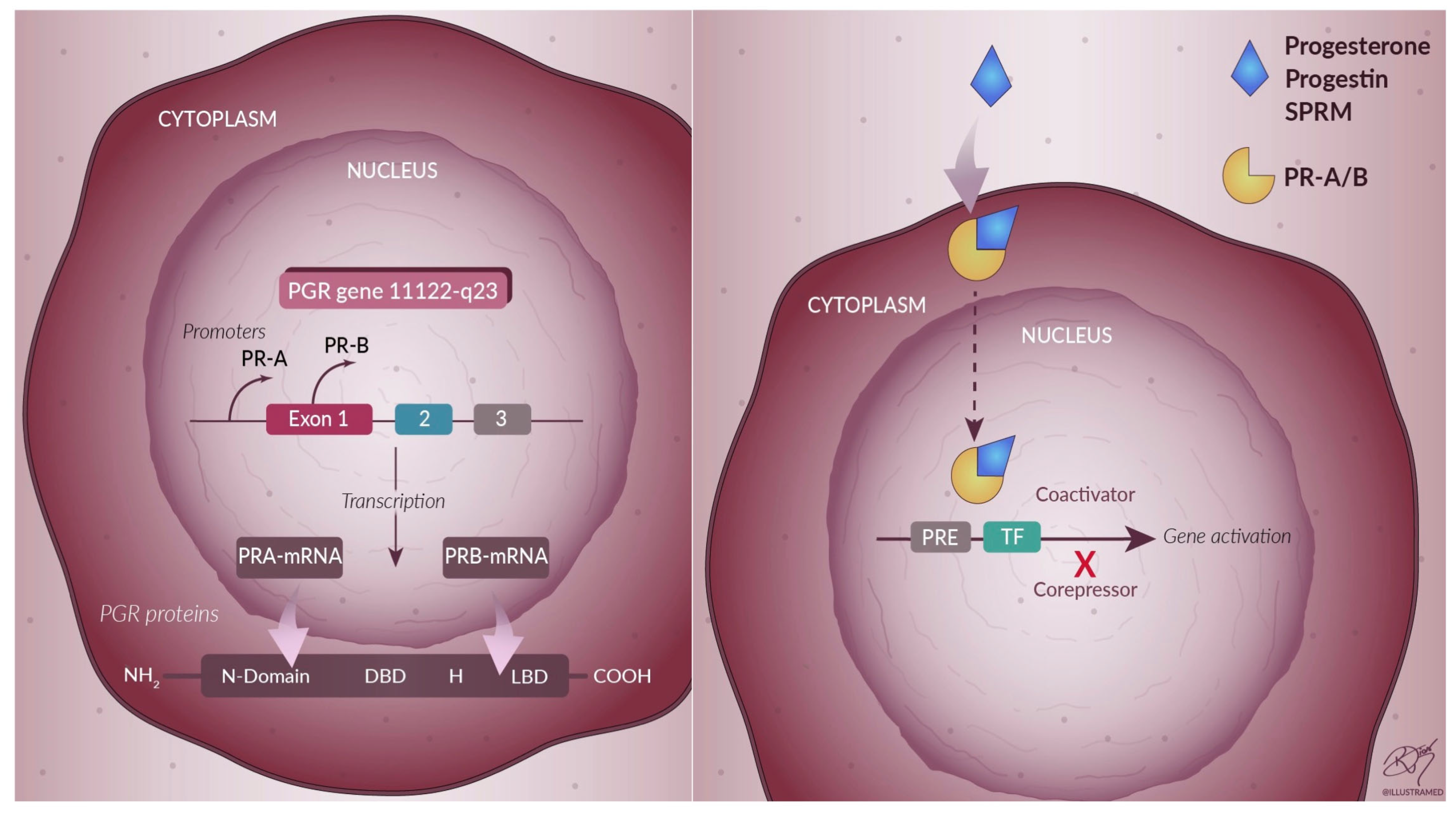 Nutrients 13 04326 g002 Nutrients 13 04326 g002
