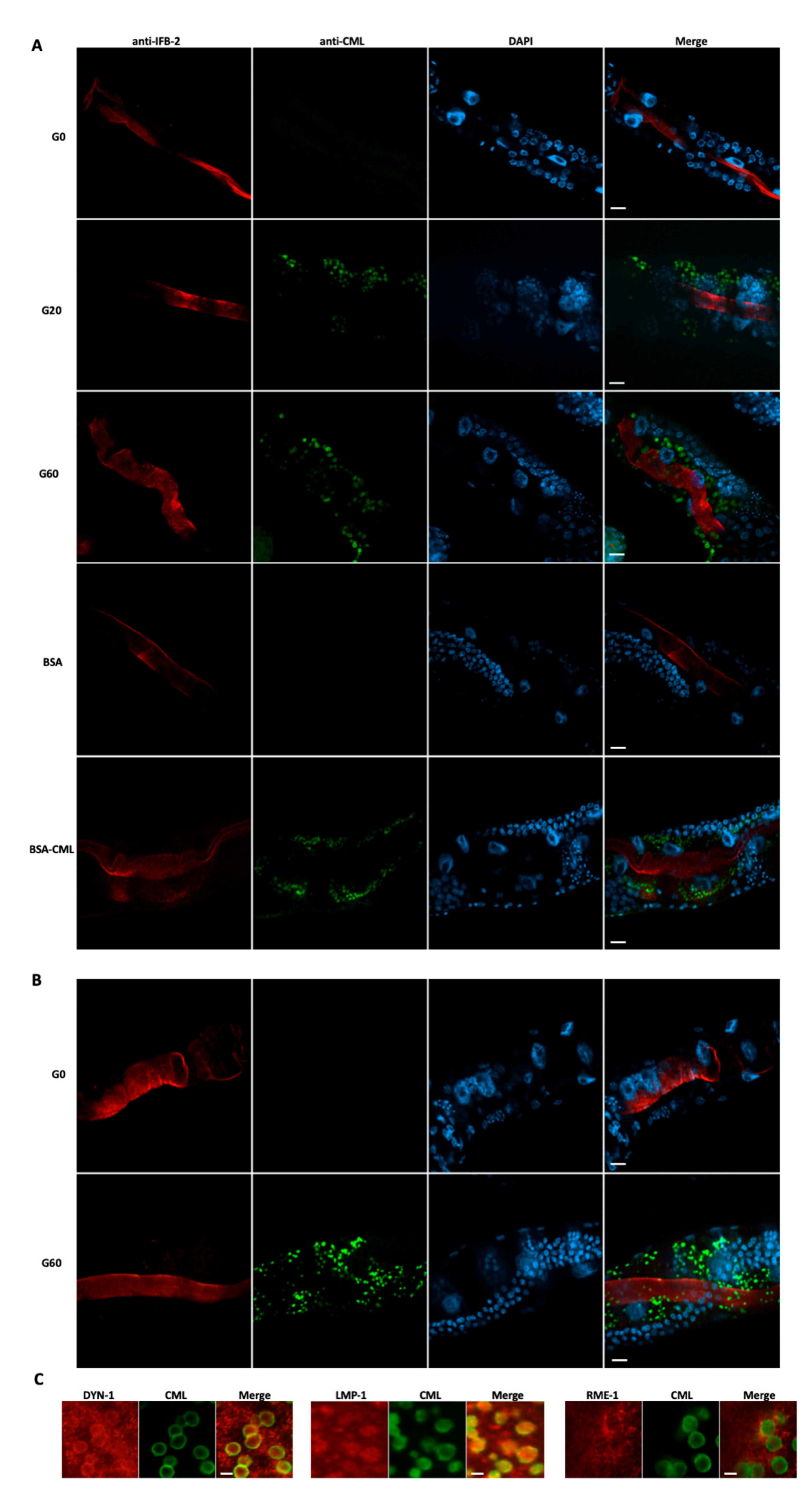 Nutrients 13 04398 g004
