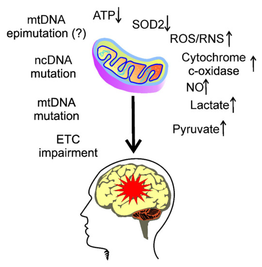 Nutrients to Improve Mitochondrial Function to Reduce Brain Energy Deficit  and Oxidative Stress in Migraine