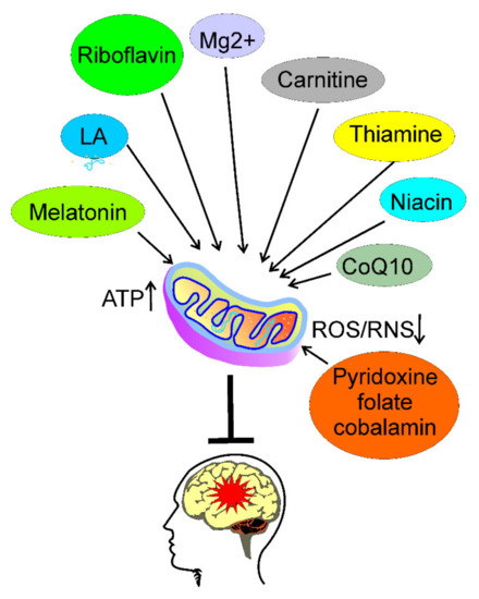 acetyl l carnitine migraine Acetyl-L-Carnitine, 120 Veggie Caps (500 mg per Cap) Evaluating the Role of Coenzyme