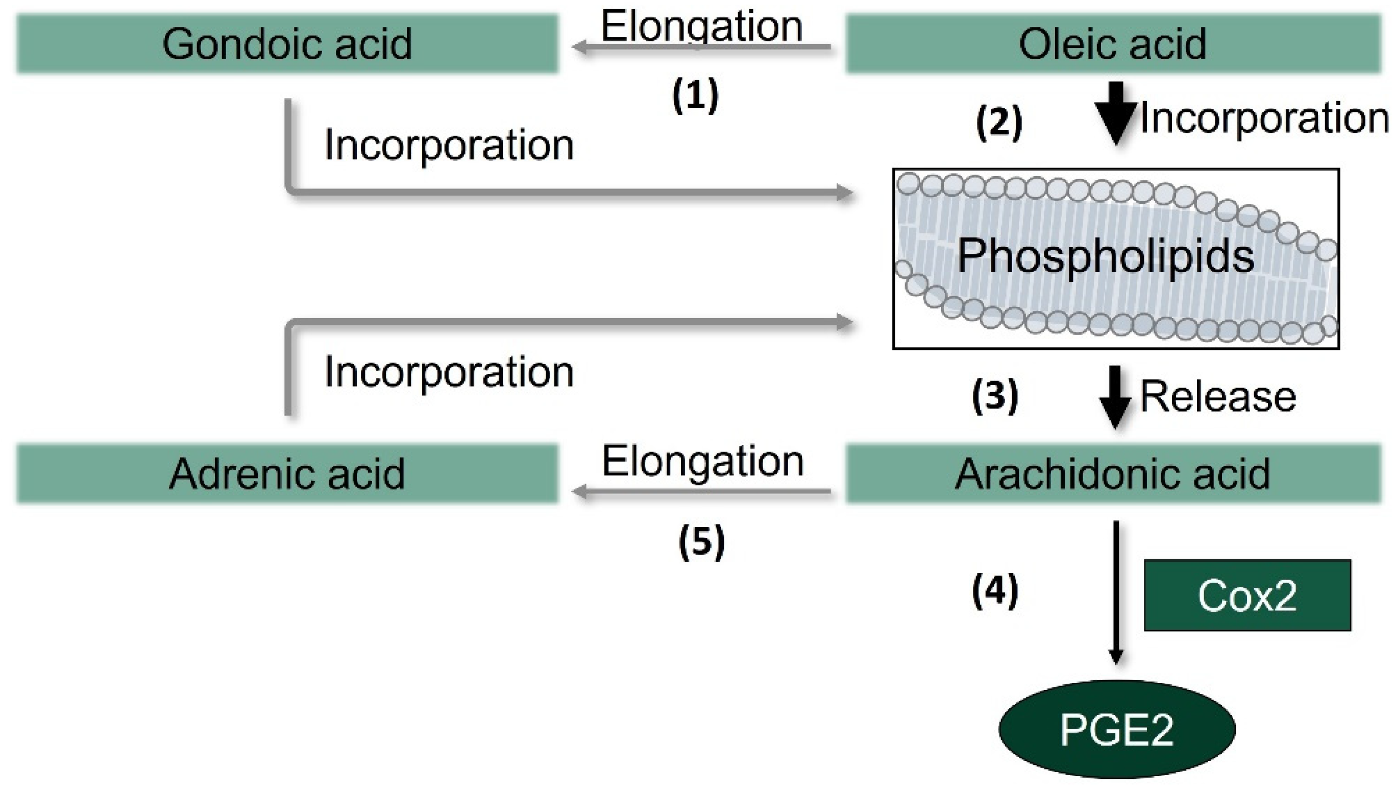 Nutrients 13 04437 g006