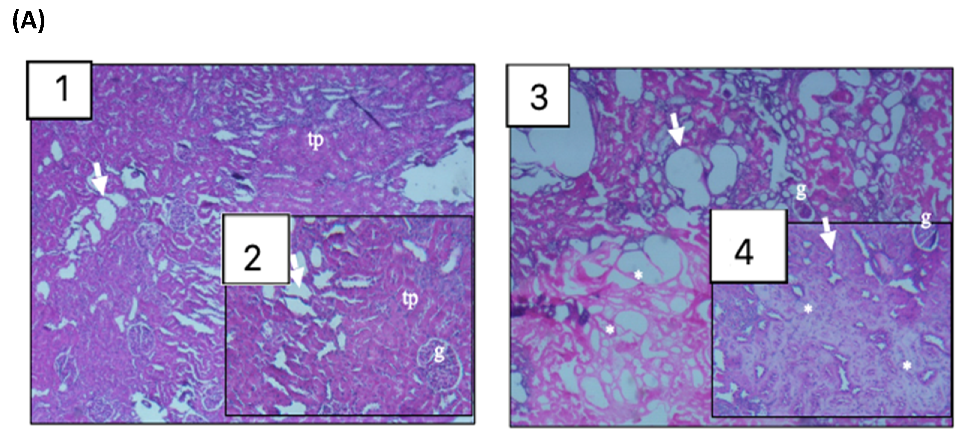 Nutrients 13 04519 g004a Nutrients 13 04519 g004a