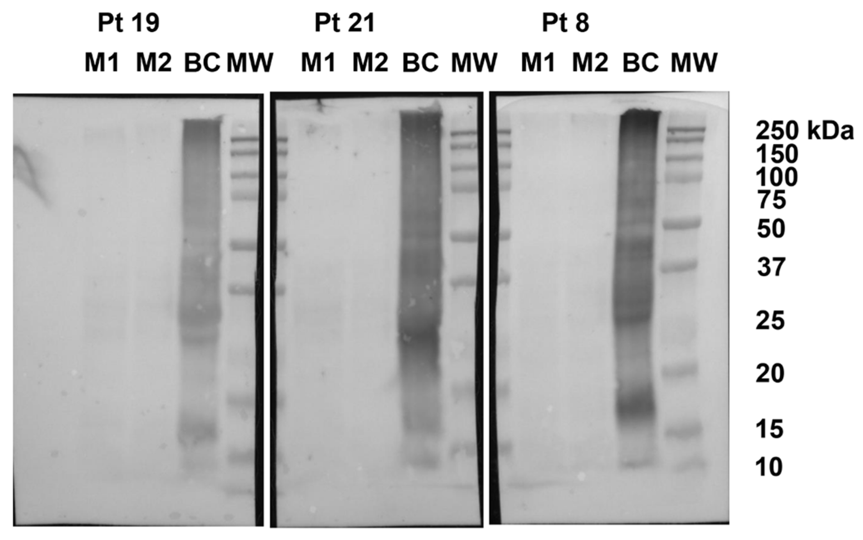 Nutrients 13 04540 g002