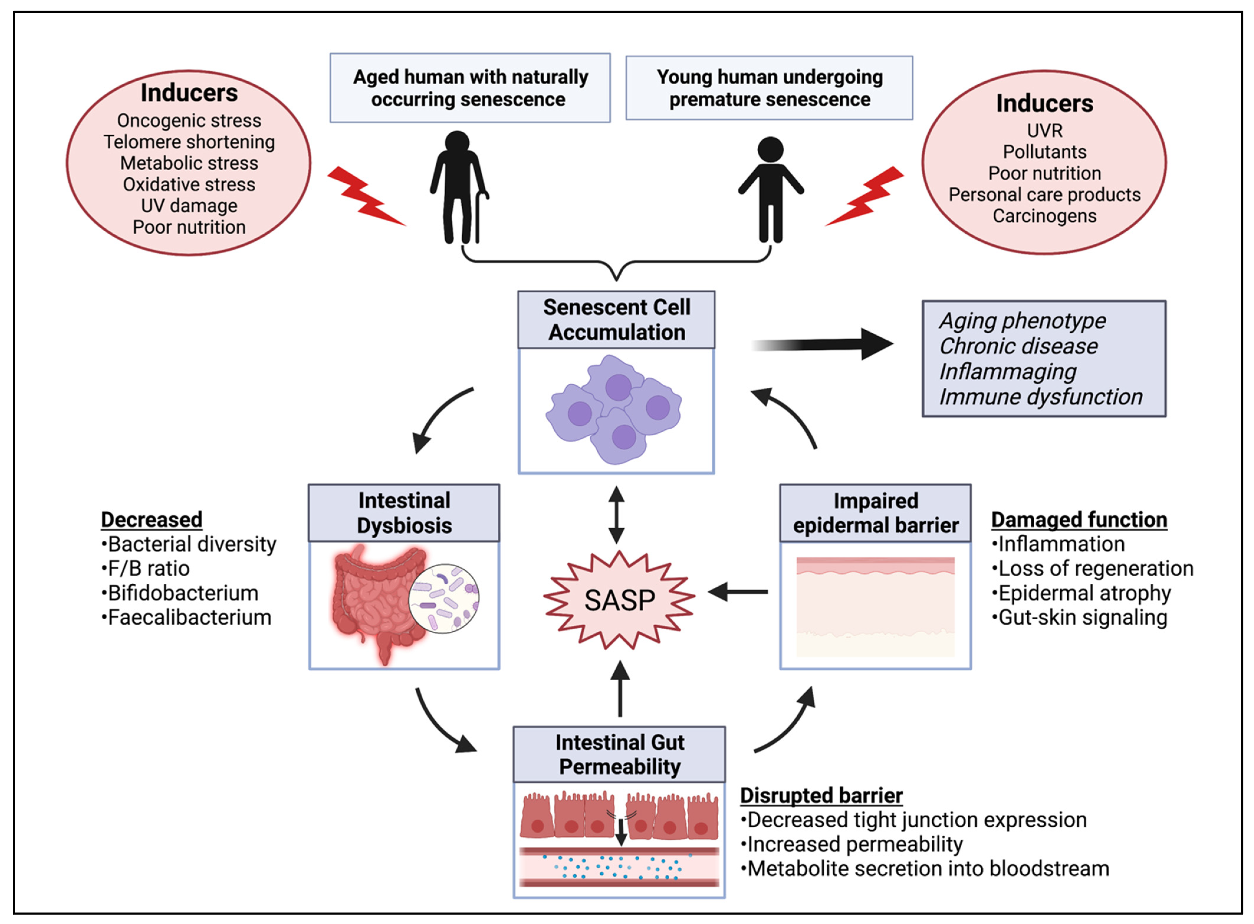 Metabolite Toxicity as a Driver of Aging and Disease — THE HUGHES LAB