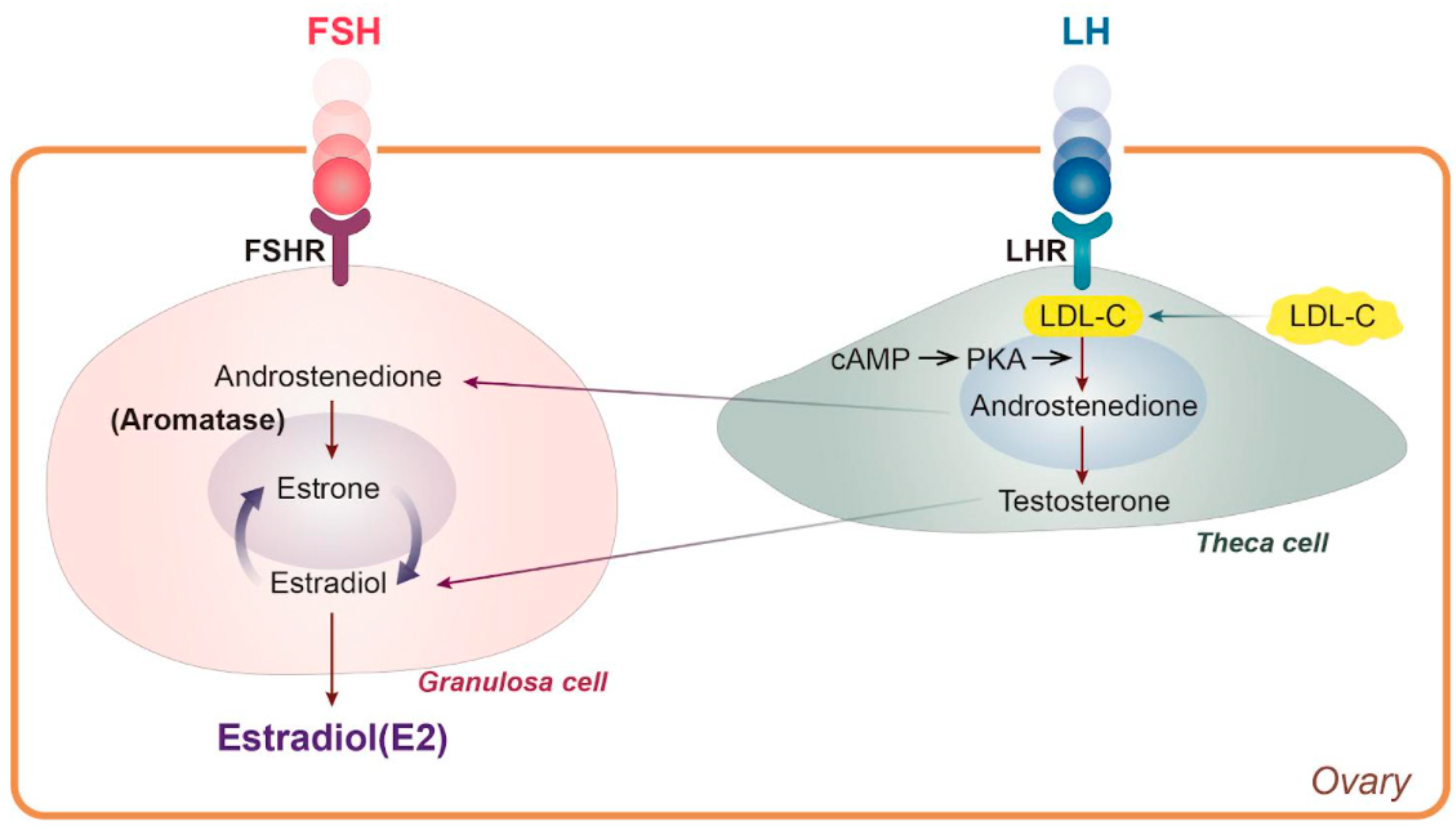 Nutrients 13 04556 g001 550