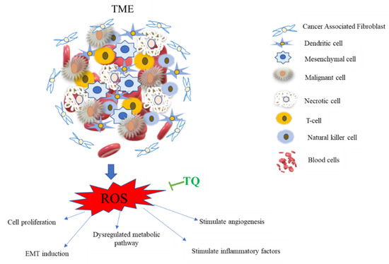 Therapeutic Potential of Thymoquinone in Triple-Negative Therapeutic Potential of Thymoquinone in Triple-Negative