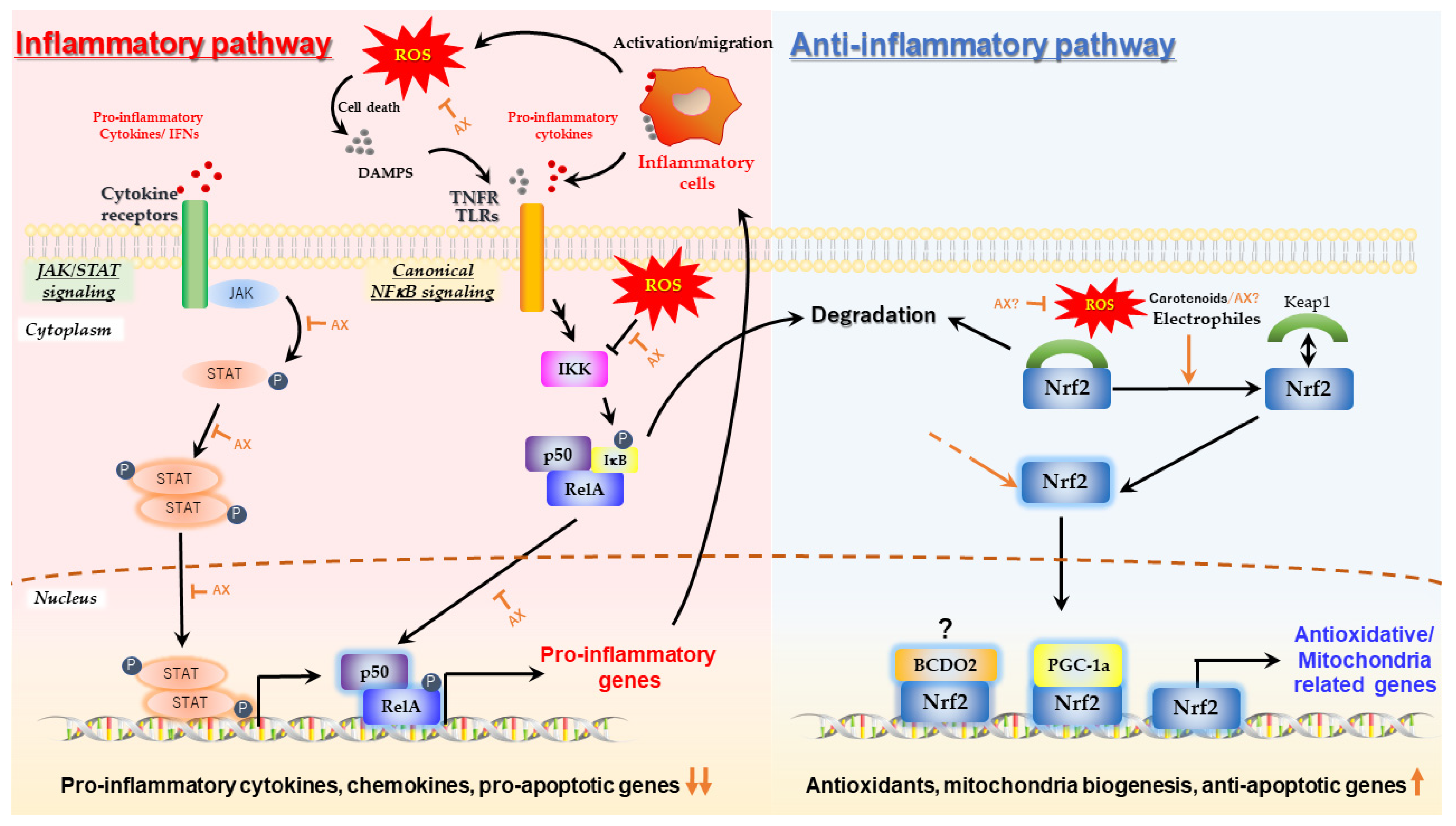 Nutrients 14 00107 g003 Nutrients 14 00107 g003