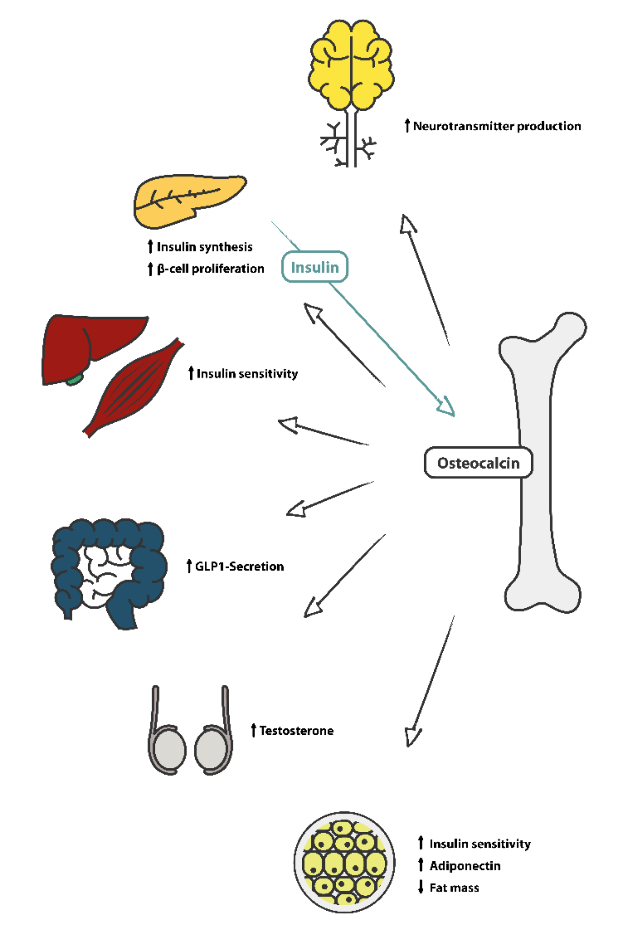Nutrients 14 00112 g001 Nutrients 14 00112 g001