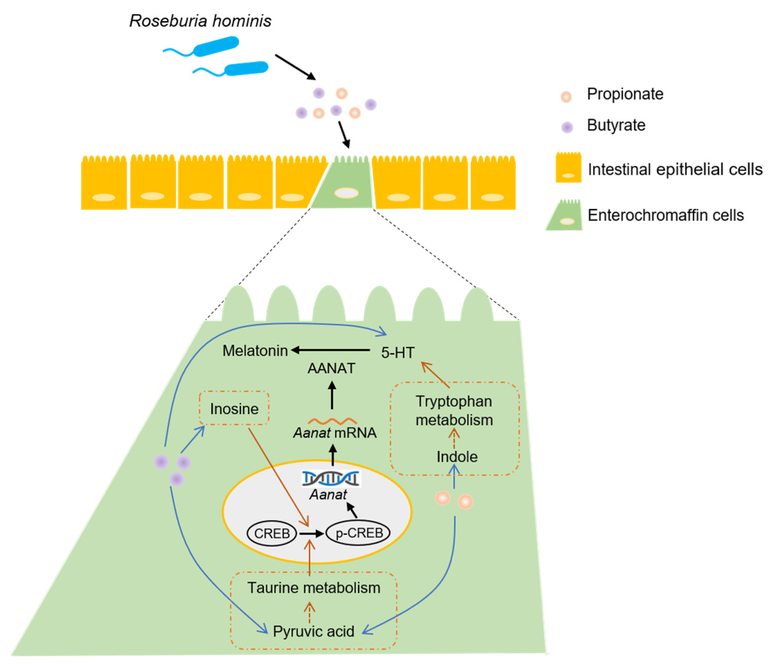 Nutrients 14 00117 g007 550
