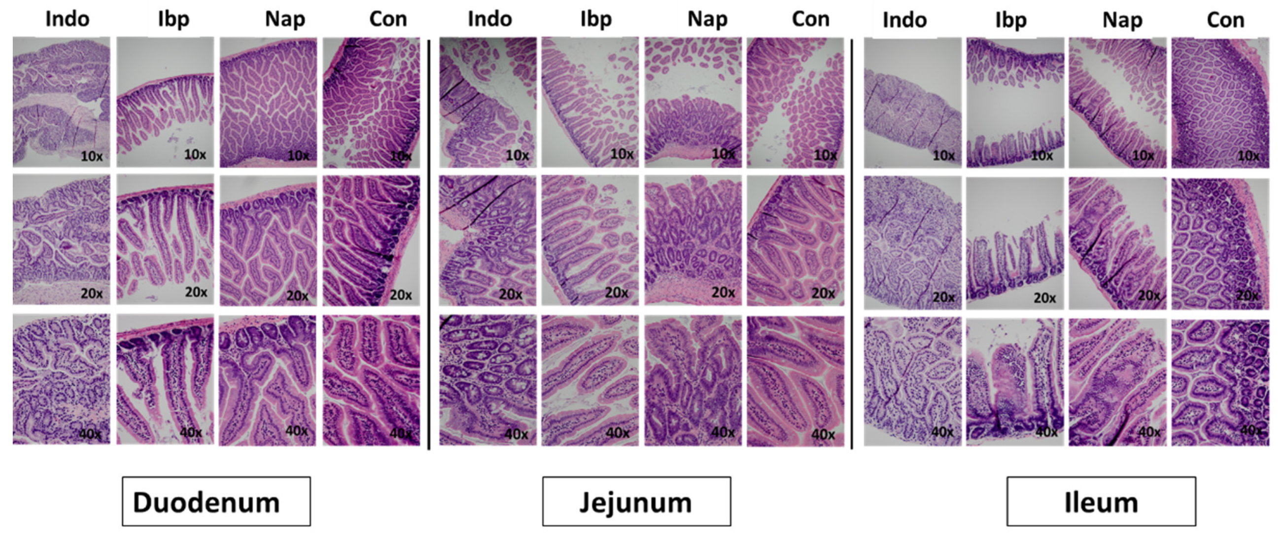 Nutrients 14 00120 g001 Nutrients 14 00120 g001