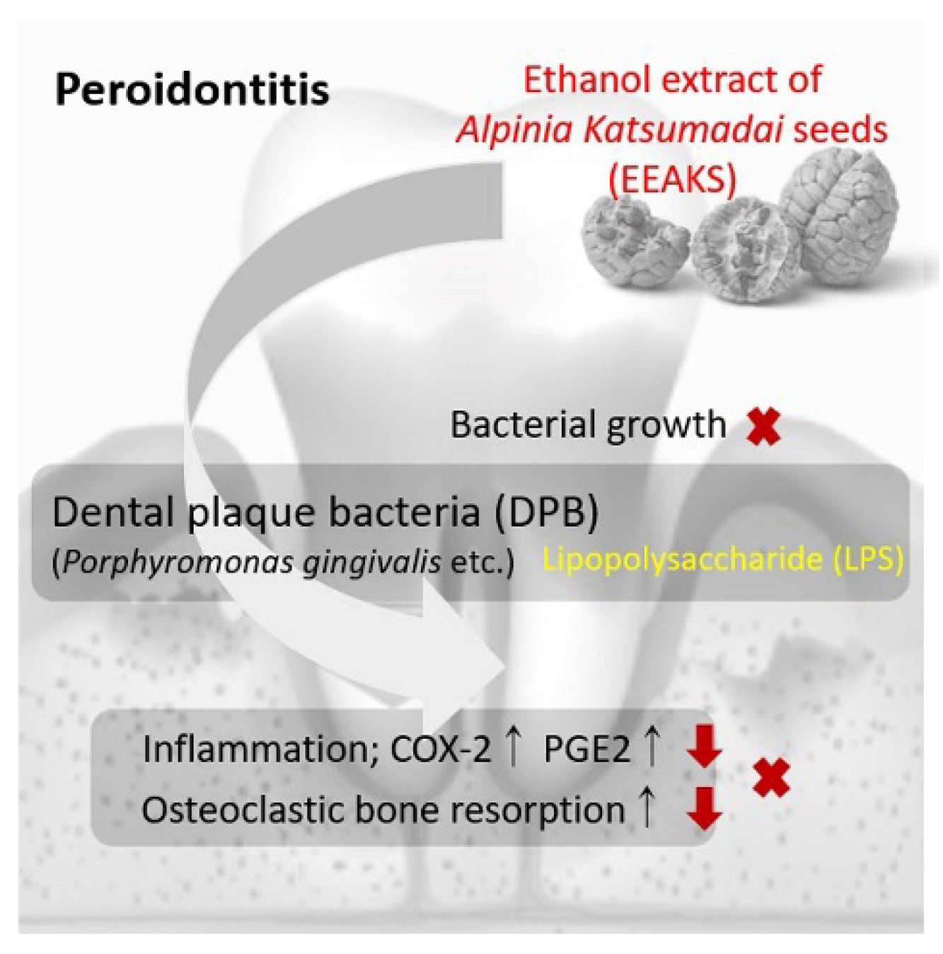Anti-Periodontitis Effect of Ethanol Extracts of Alpinia