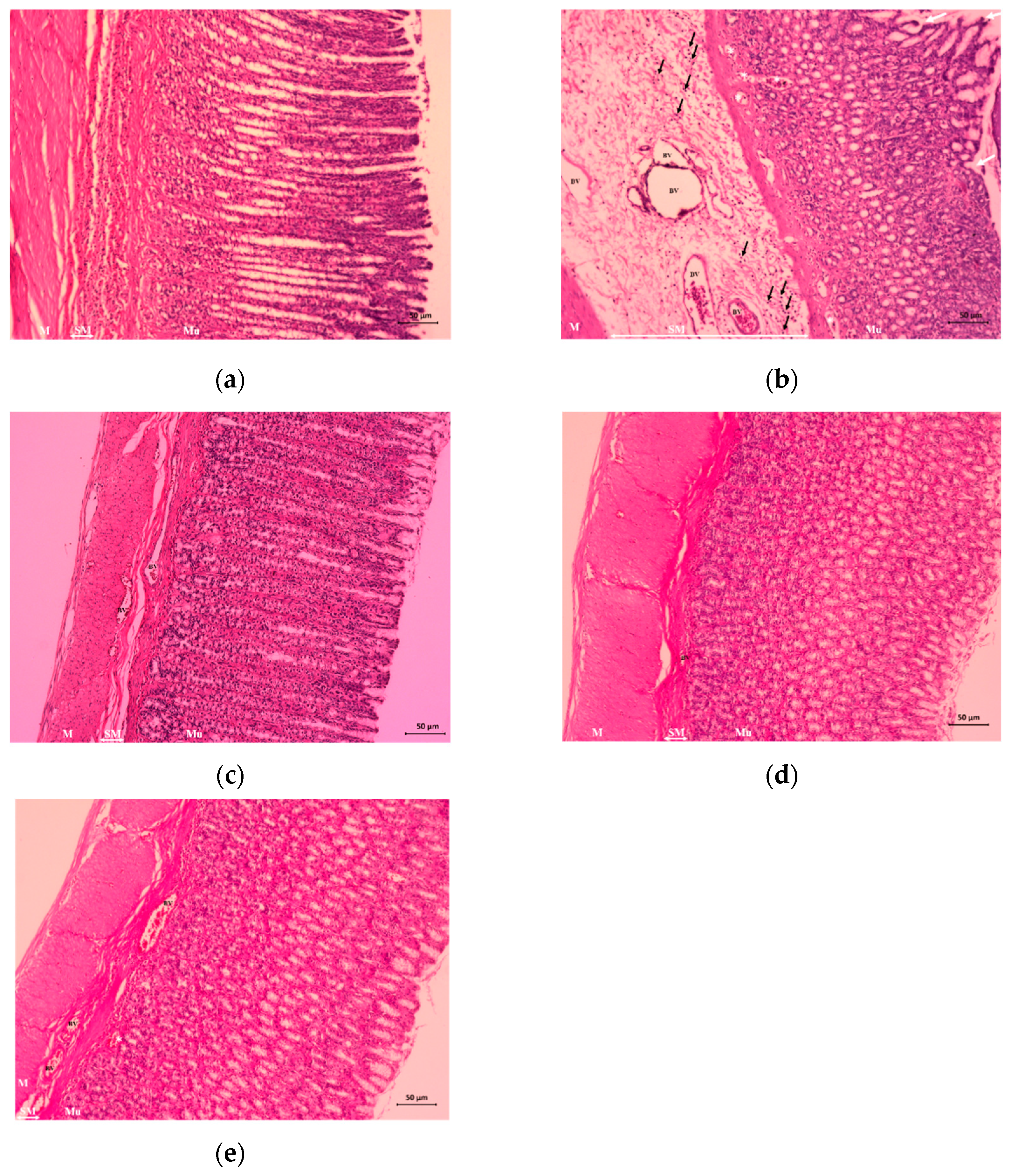 Nutrients 14 00172 g006 Nutrients 14 00172 g006