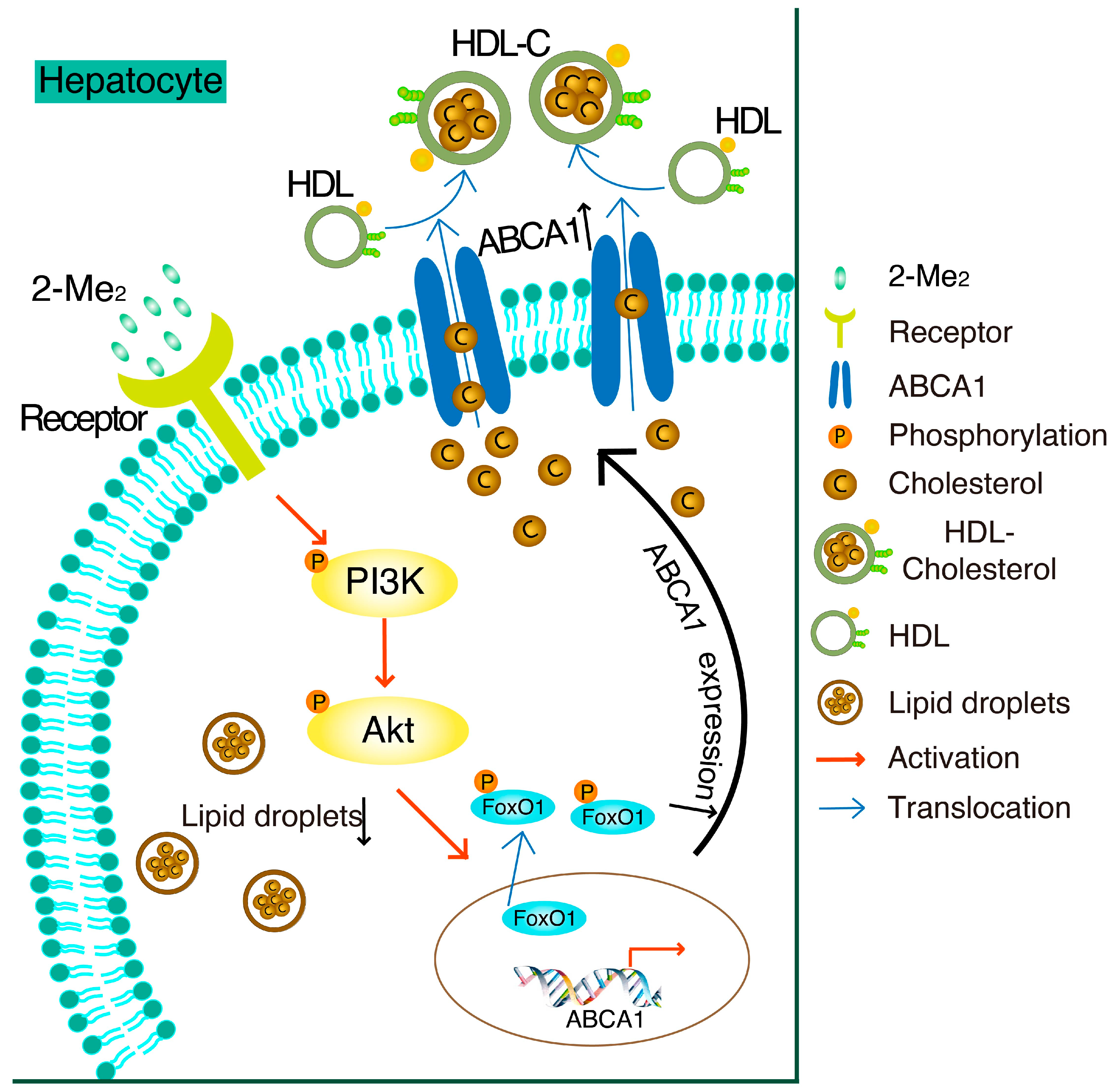 Nutrients 14 00288 g006 Nutrients 14 00288 g006