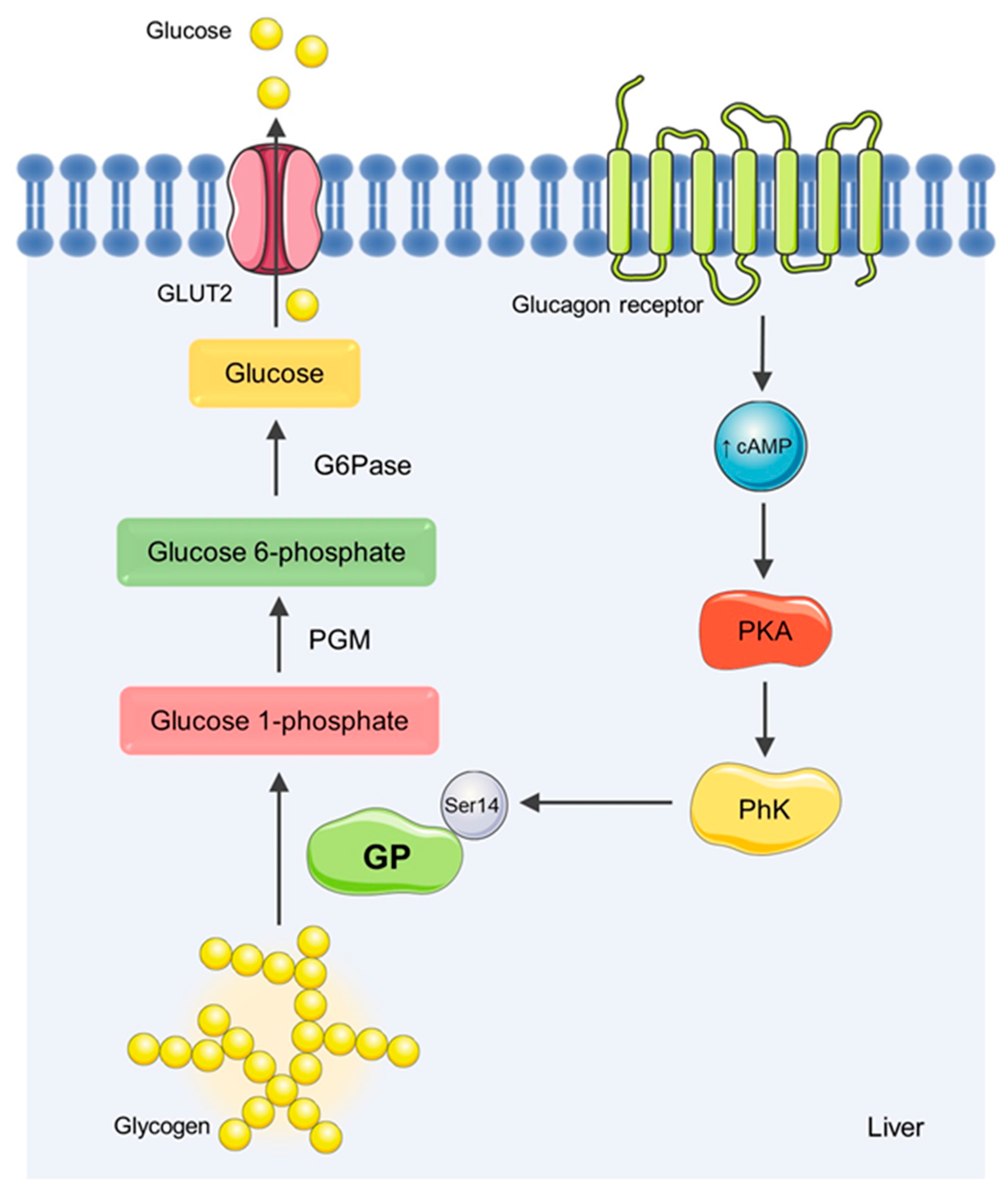 Nutrients 14 00306 g001