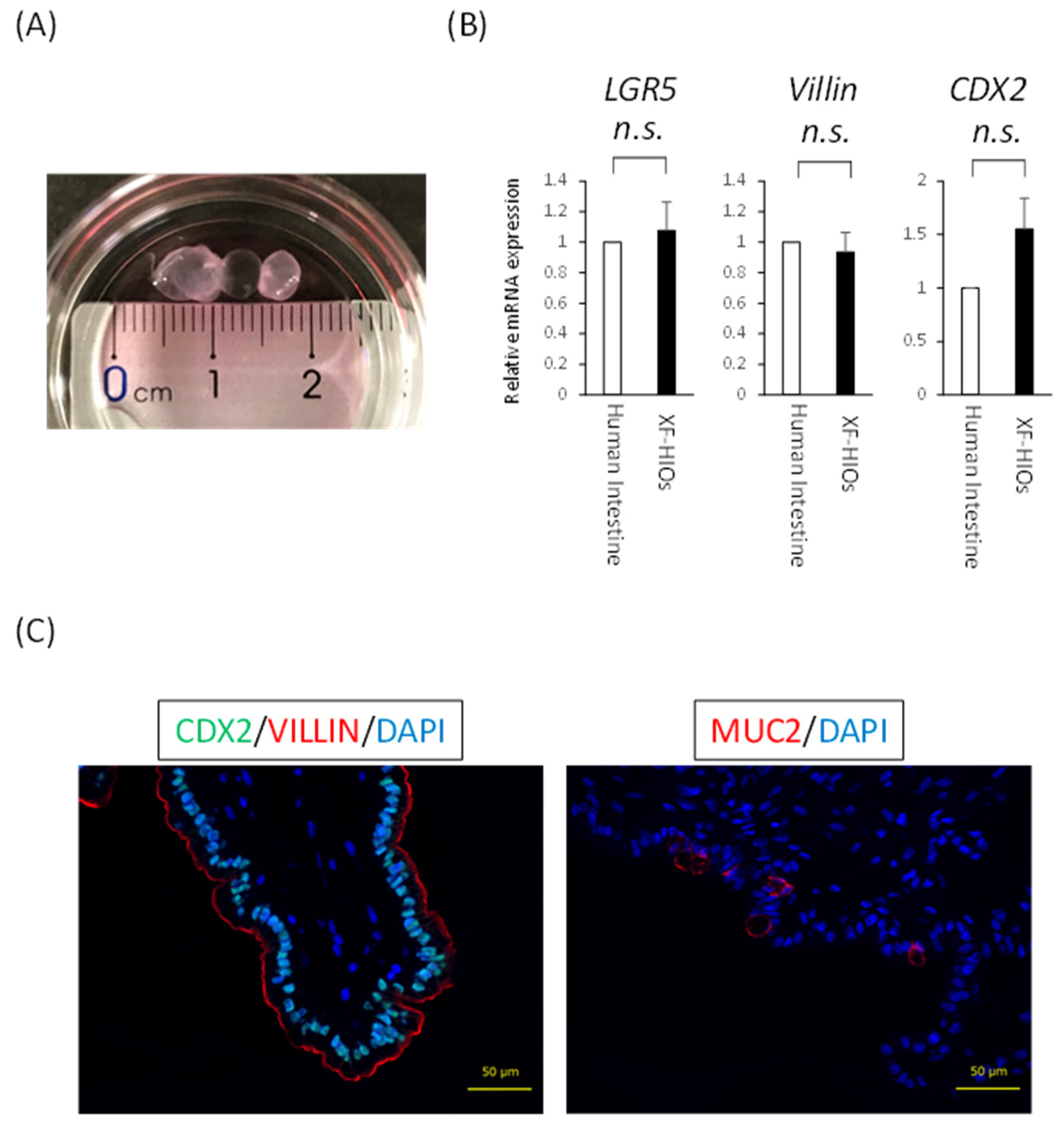 Nutrients 14 00438 g001 550