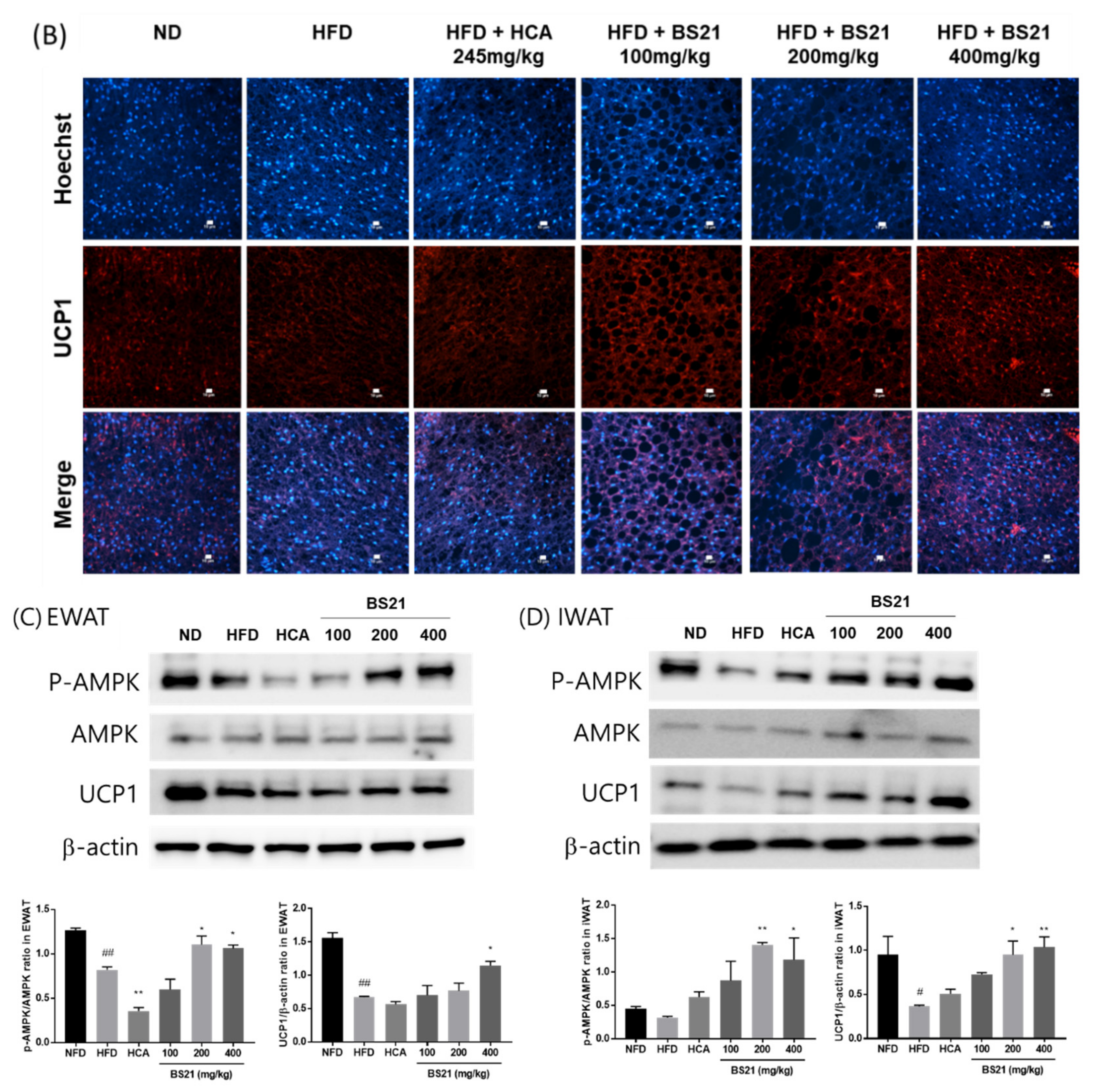 Nutrients 14 00446 g007b Nutrients 14 00446 g007b