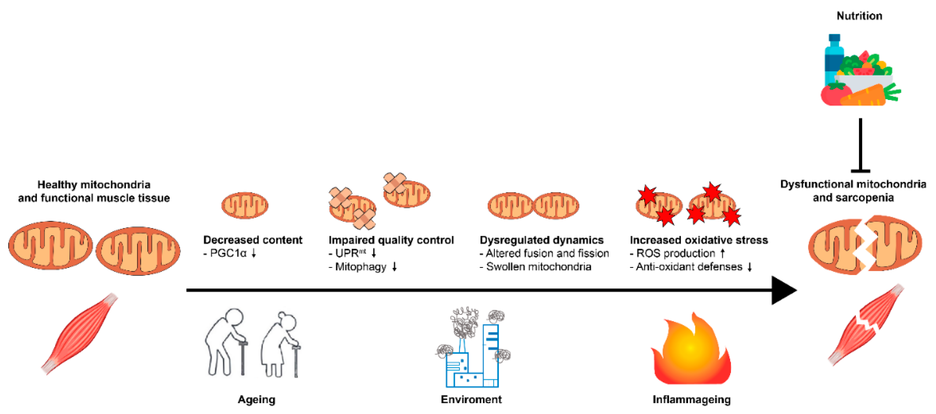 Nutrients 14 00483 g002