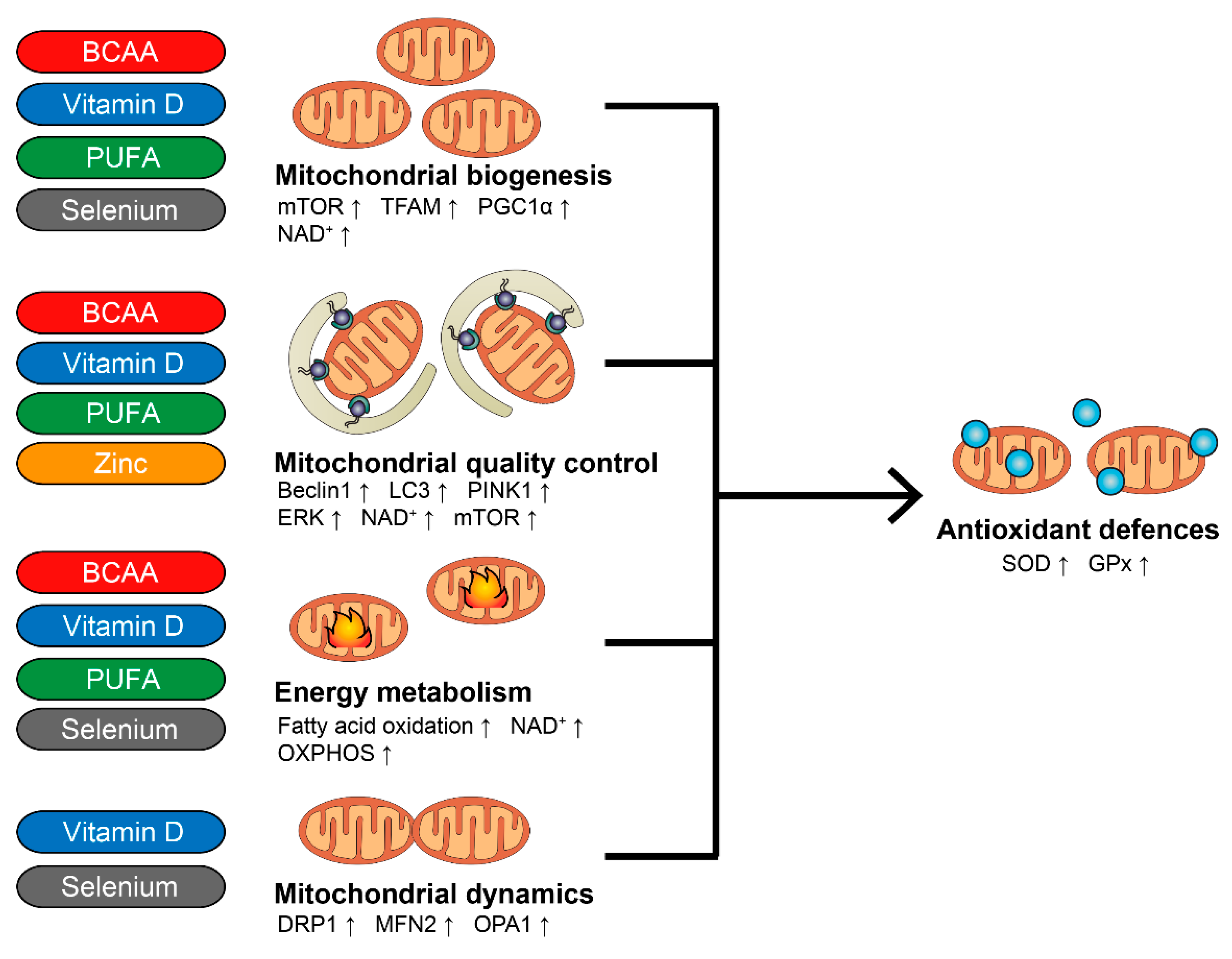 Nutrients 14 00483 g003