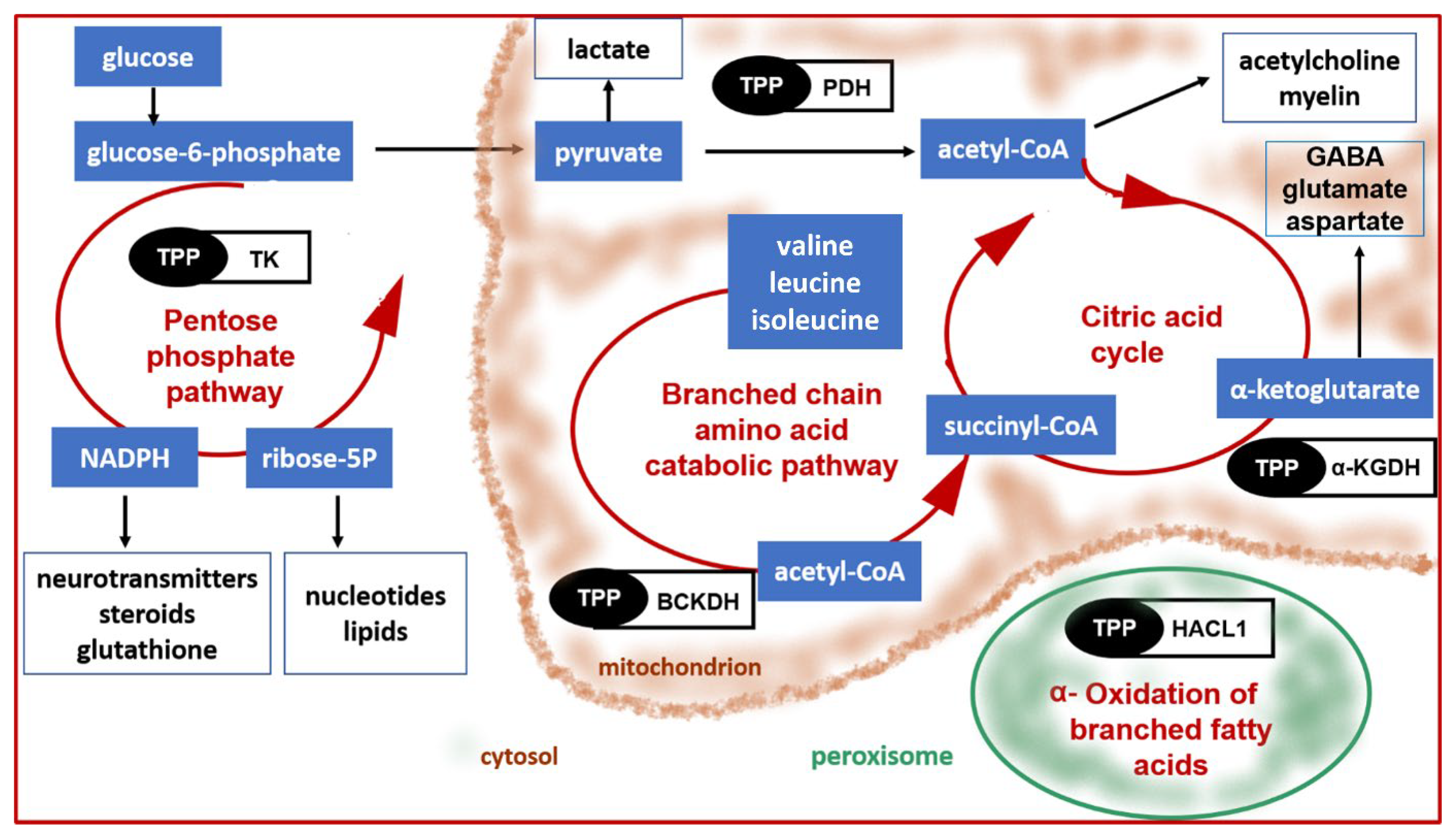 Nutrients 14 00484 g004 Nutrients 14 00484 g004