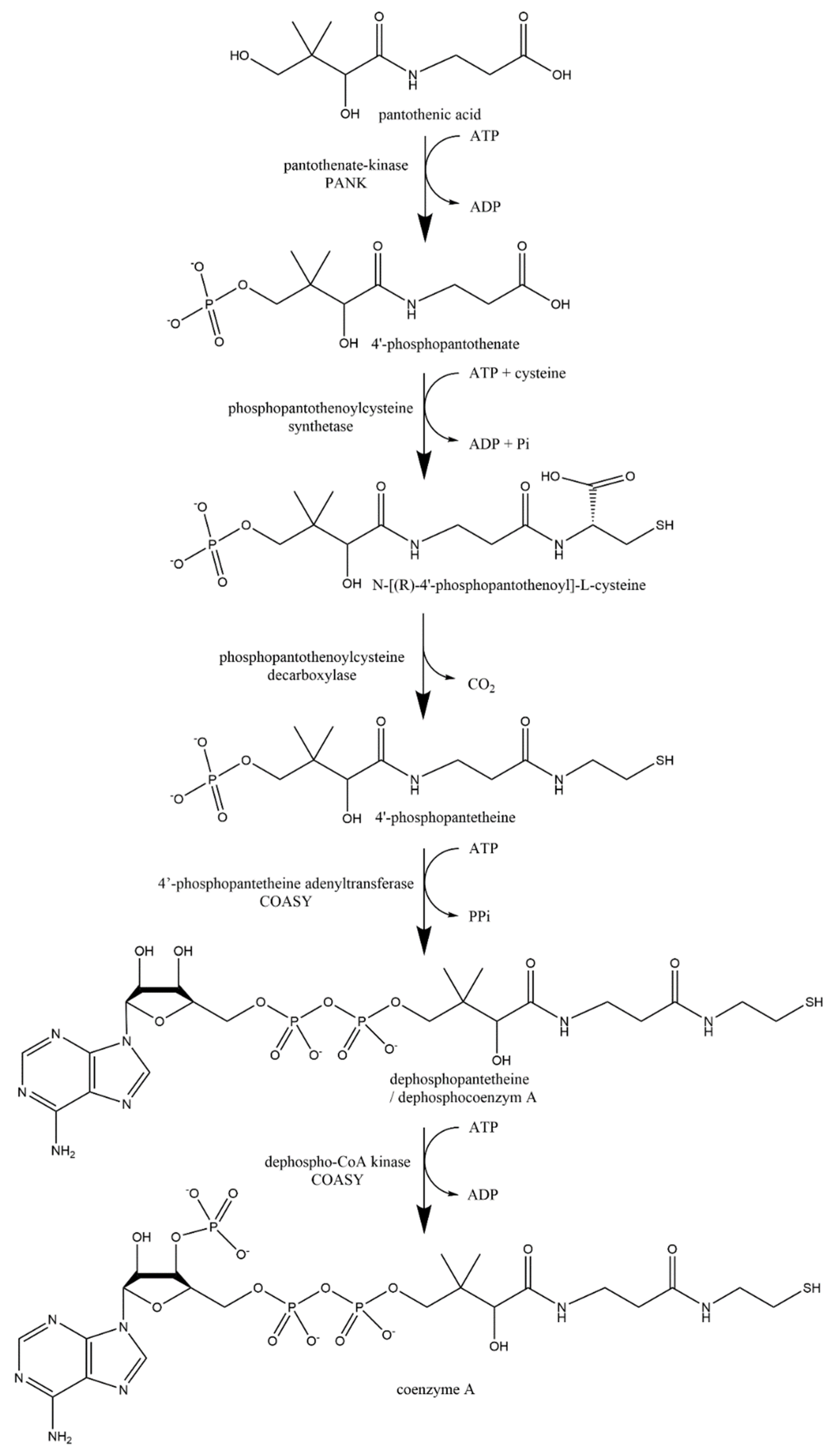 Nutrients 14 00484 g016 Nutrients 14 00484 g016