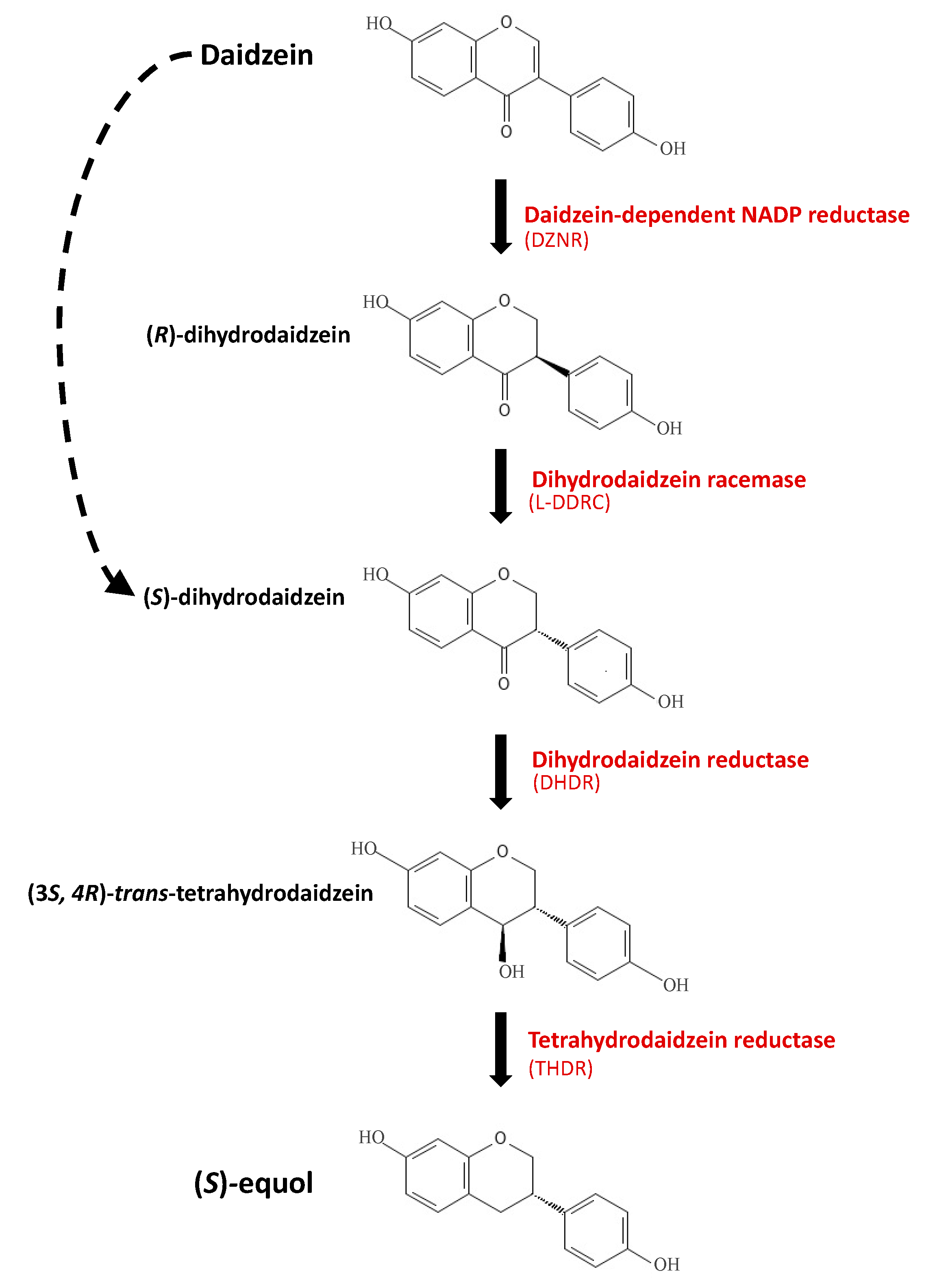 Nutrients Free FullText Maximizing the Estrogenic Potential of Soy