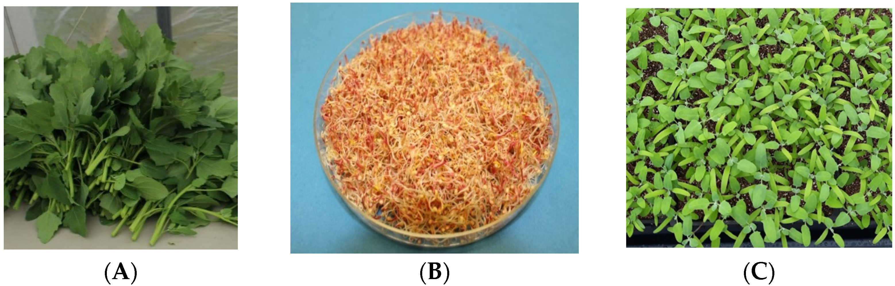 Nutrients 14 00558 g001 Nutrients 14 00558 g001