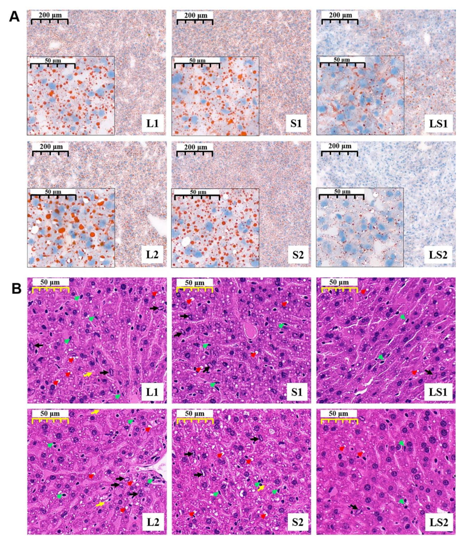 Nutrients 14 00560 g005