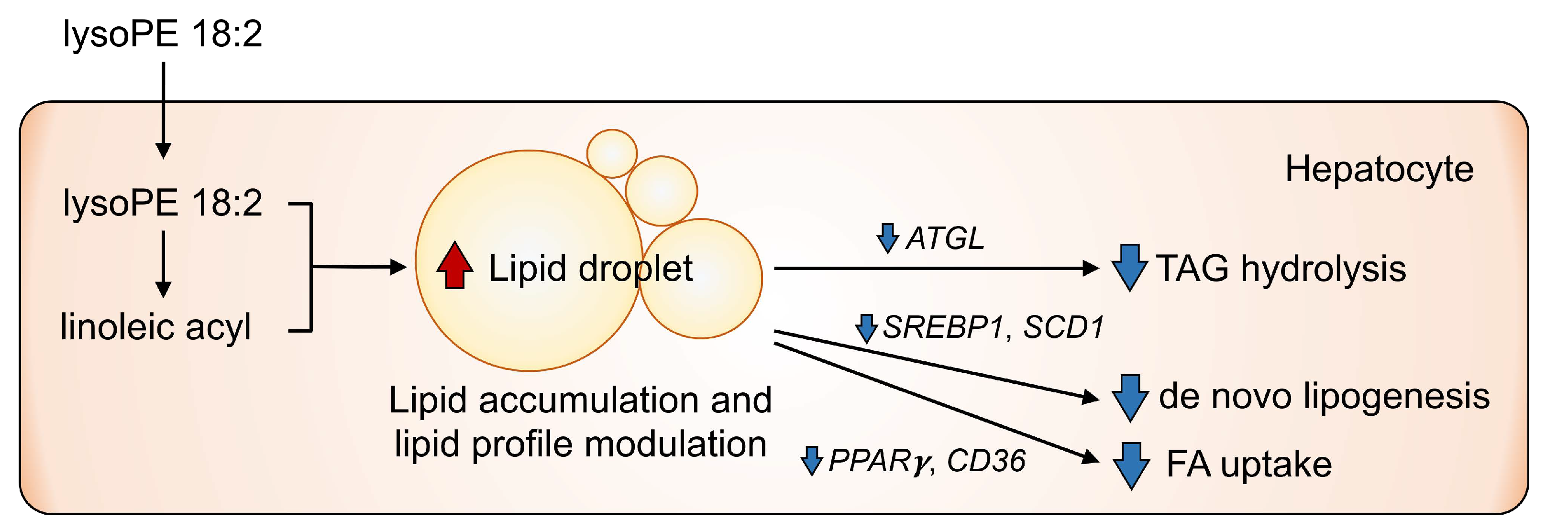 Nutrients 14 00579 g008 550