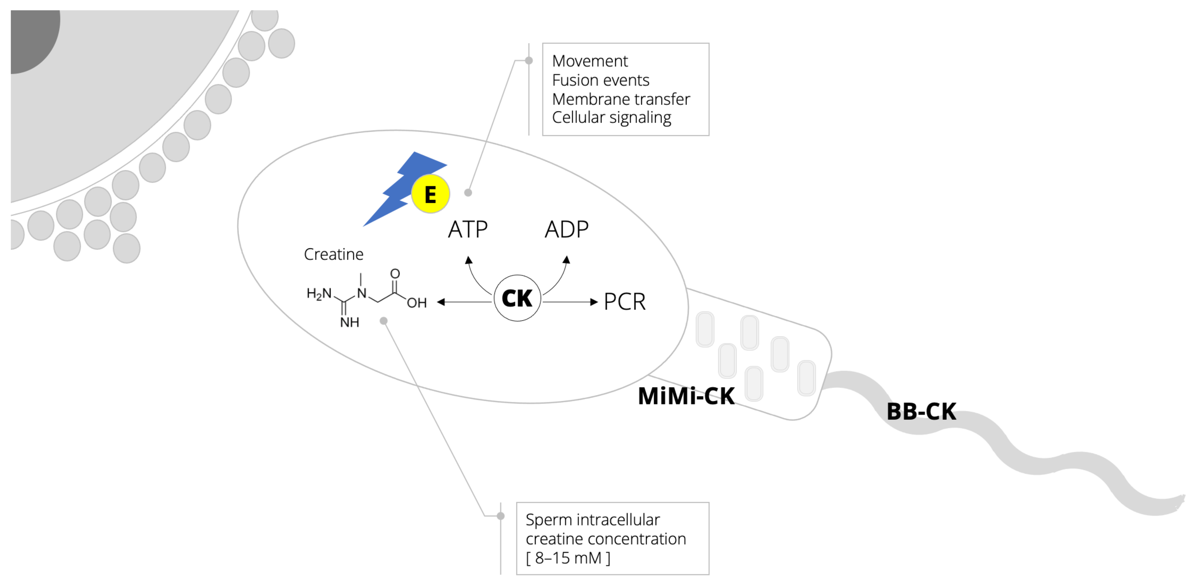 Nutrients 14 00586 g001