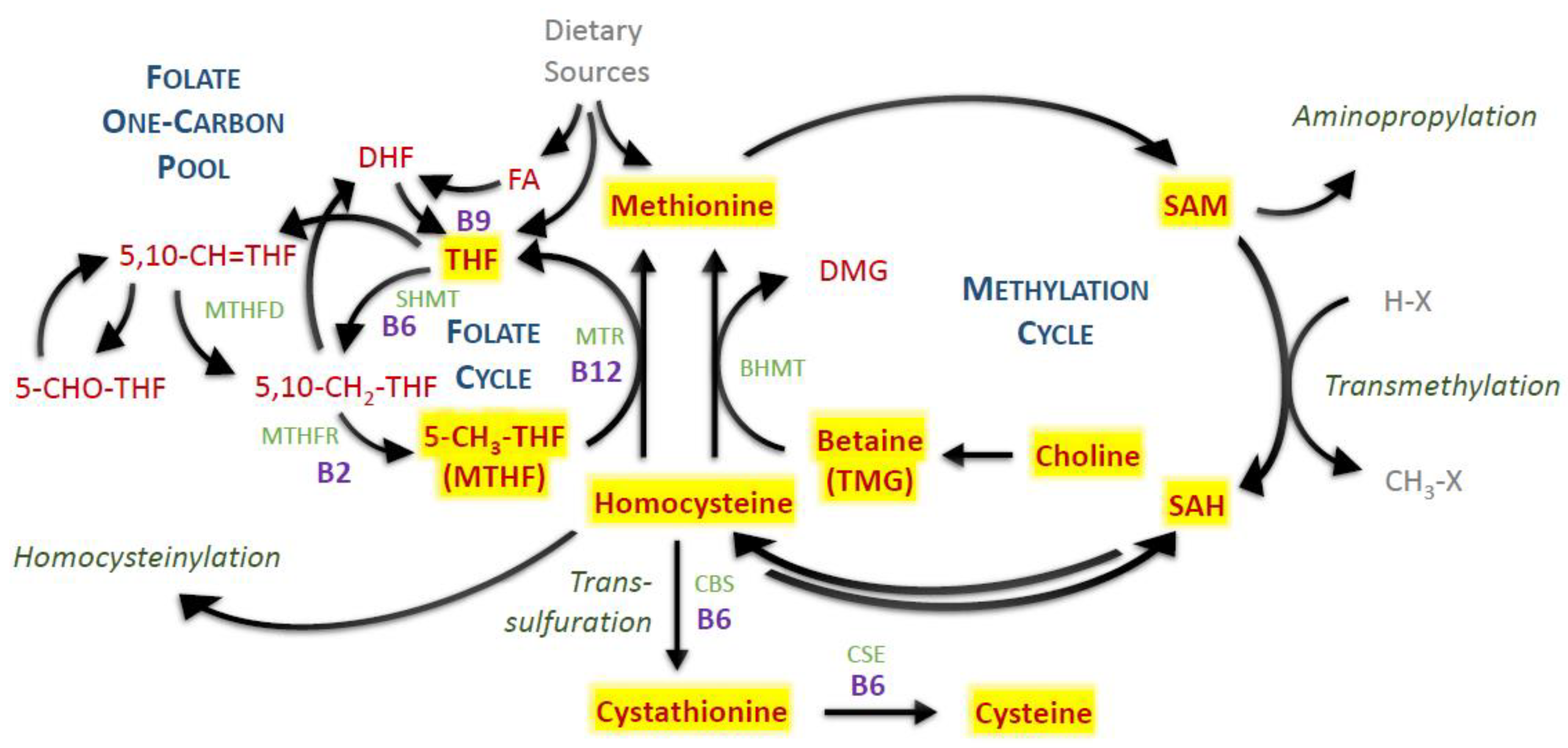 can you take tmg and dmg at the same time can you take tmg and dmg at the same time