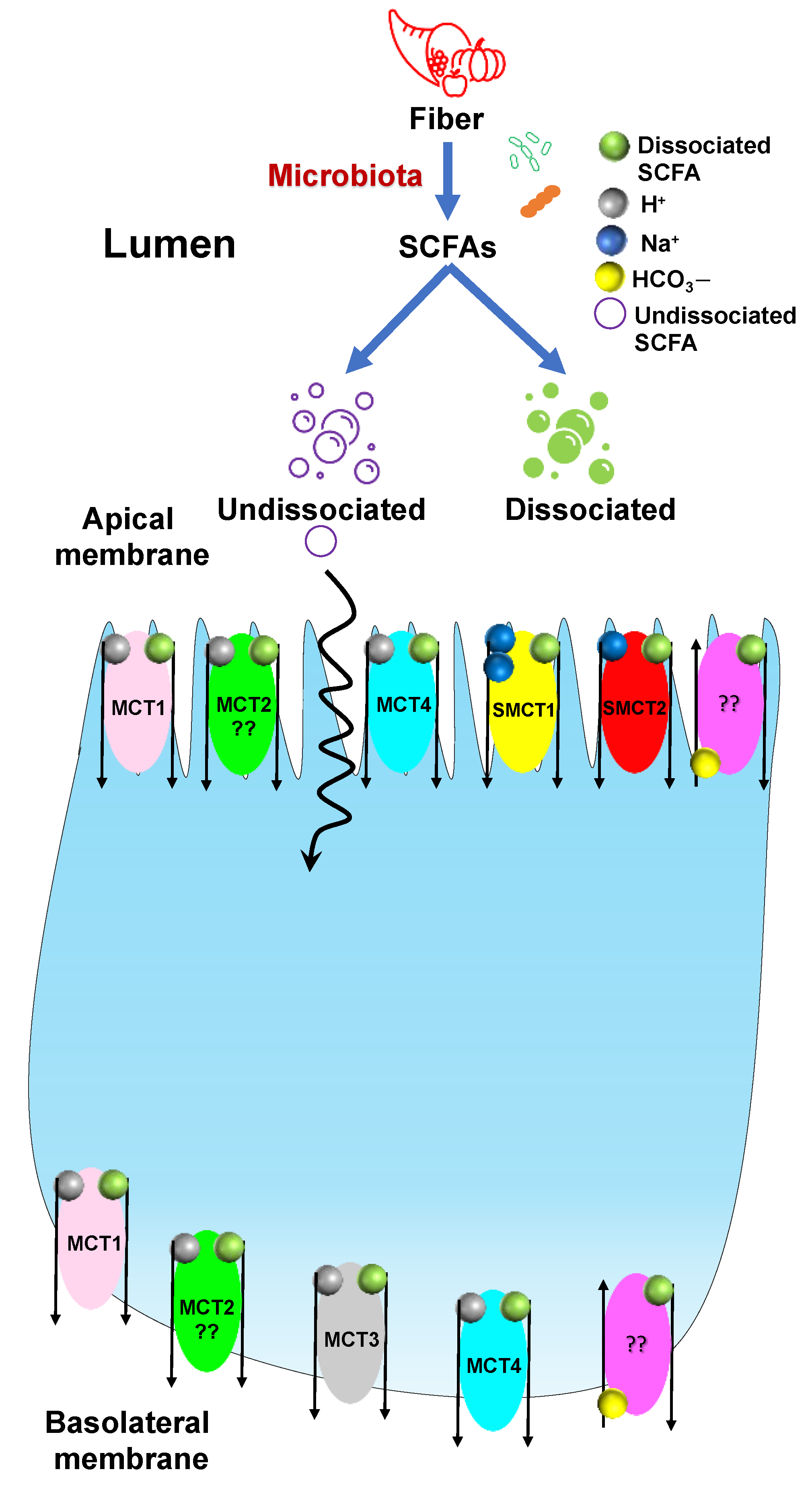 Nutrients 14 00624 g003 Nutrients 14 00624 g003