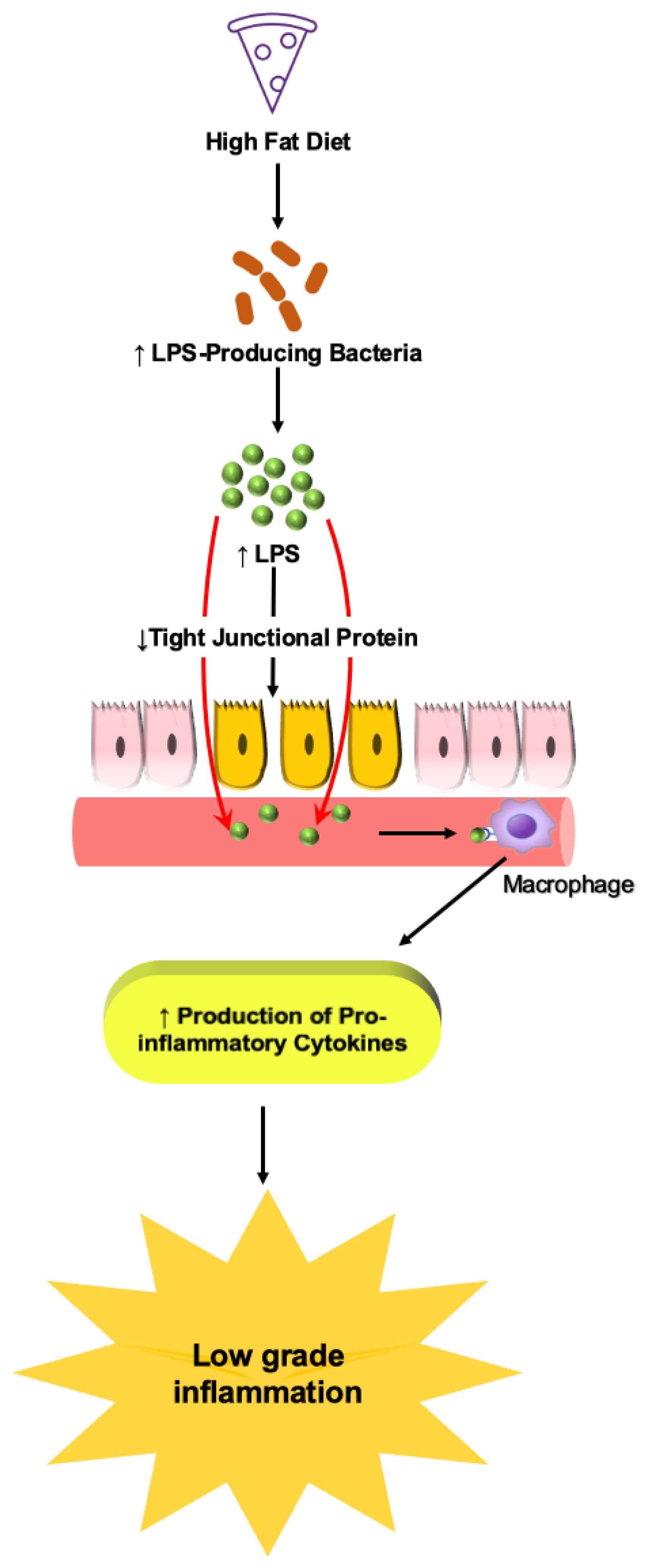 Nutrients 14 00624 g006 Nutrients 14 00624 g006