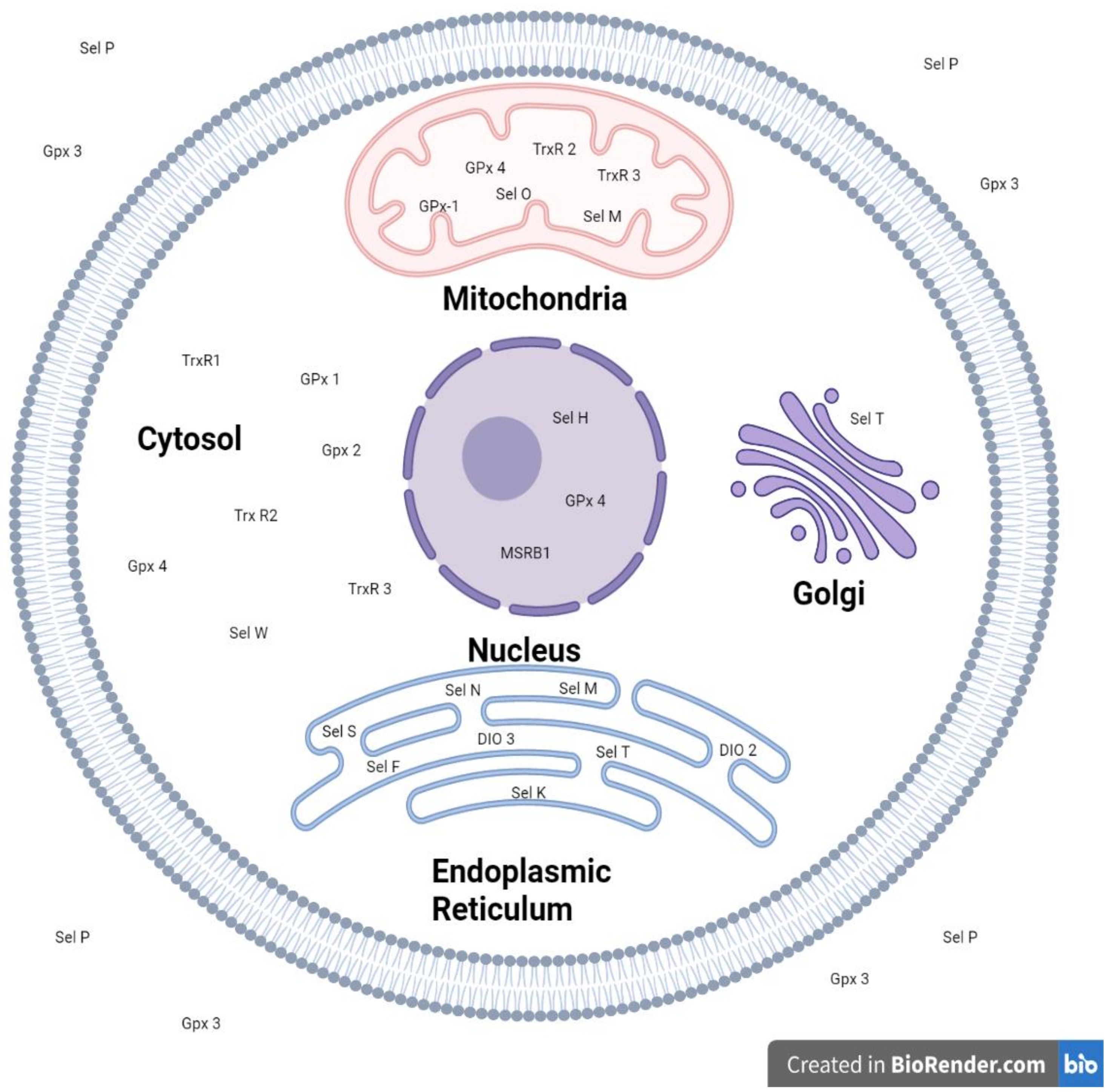 Nutrients 14 00628 g001 550