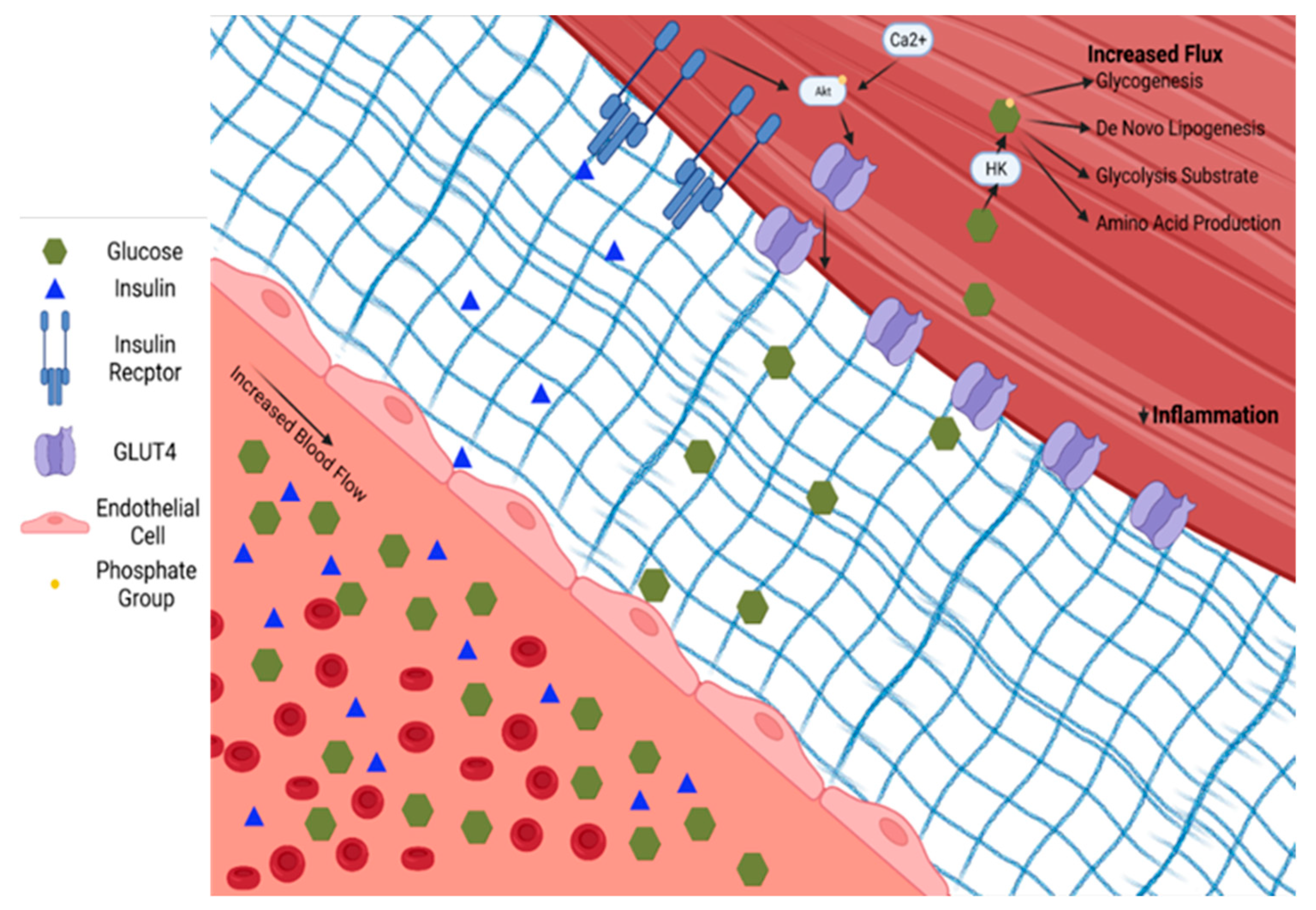 Nutrients 14 00647 g003 Nutrients 14 00647 g003