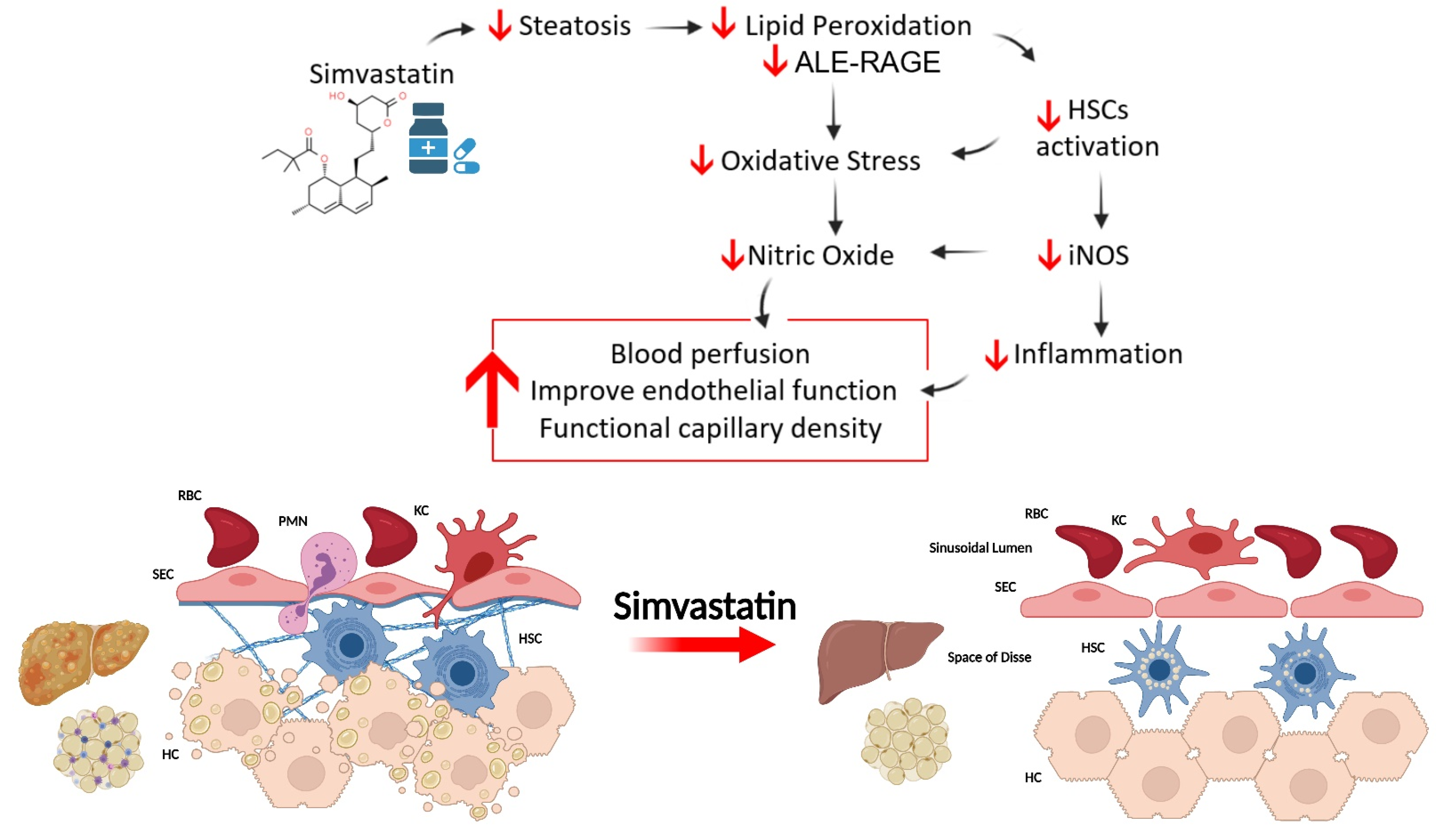 Nutrients 14 00716 g006 Nutrients 14 00716 g006