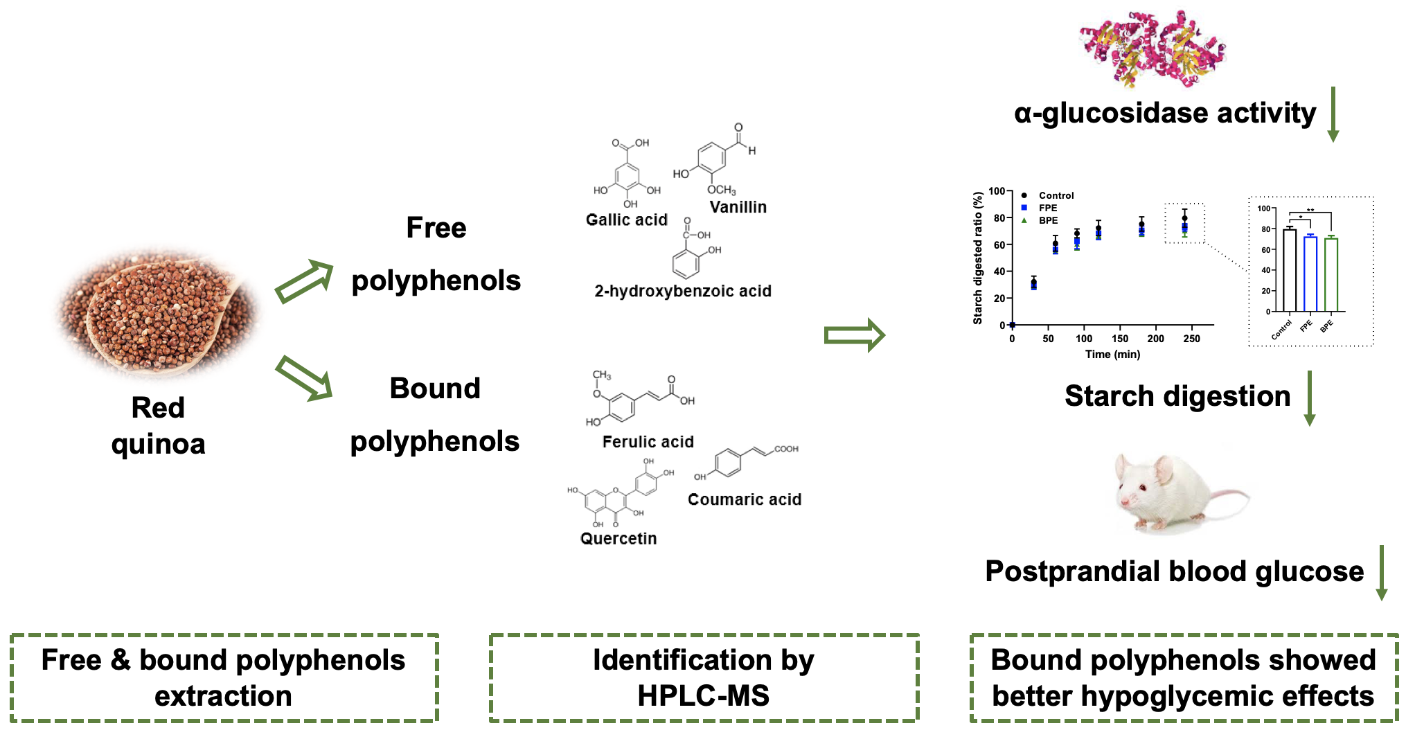 Nutrients Free FullText Bound Polyphenols from Red Quinoa