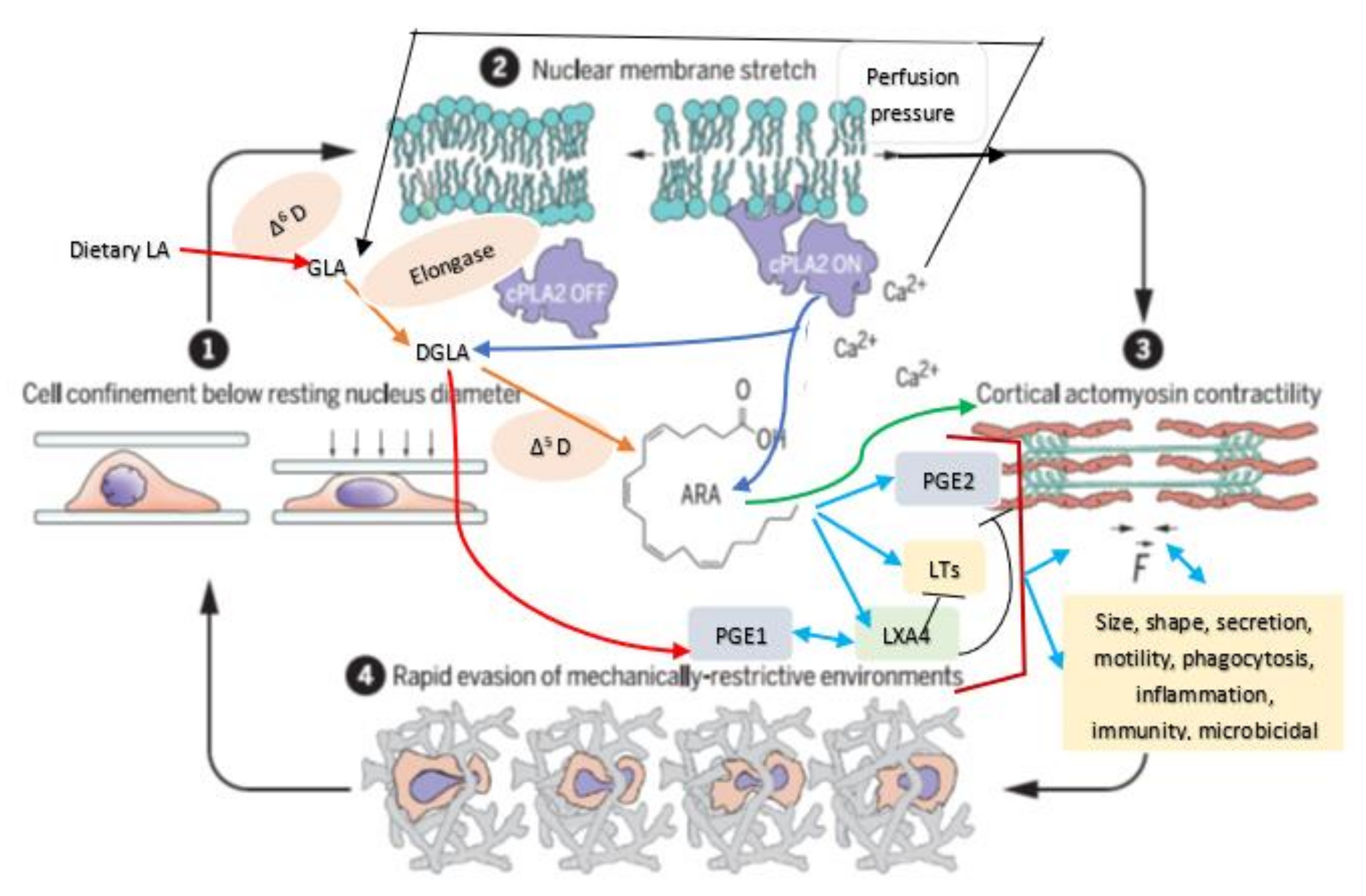 Nutrients 14 00749 g003