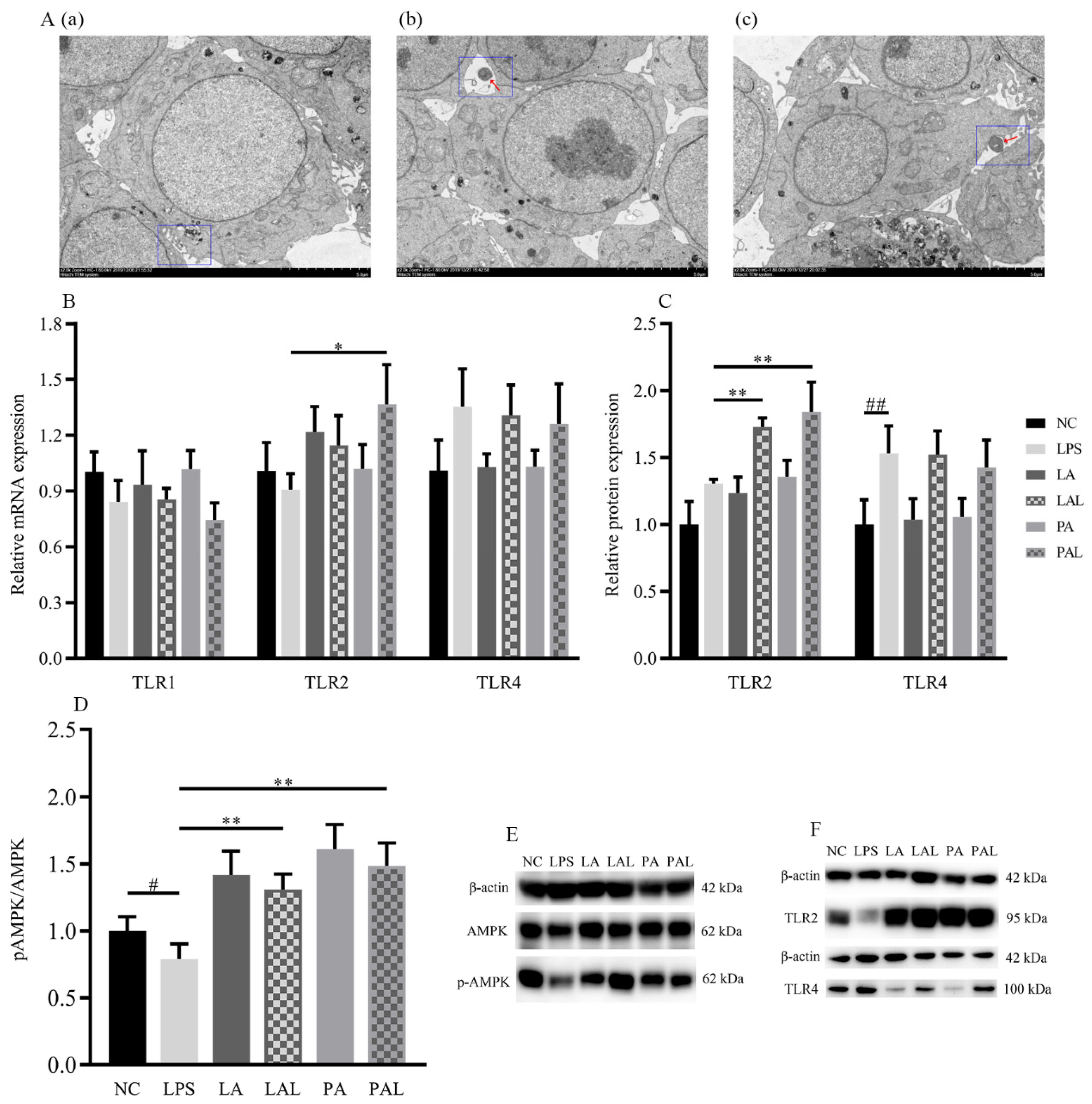 Nutrients 14 00764 g004a Nutrients 14 00764 g004a