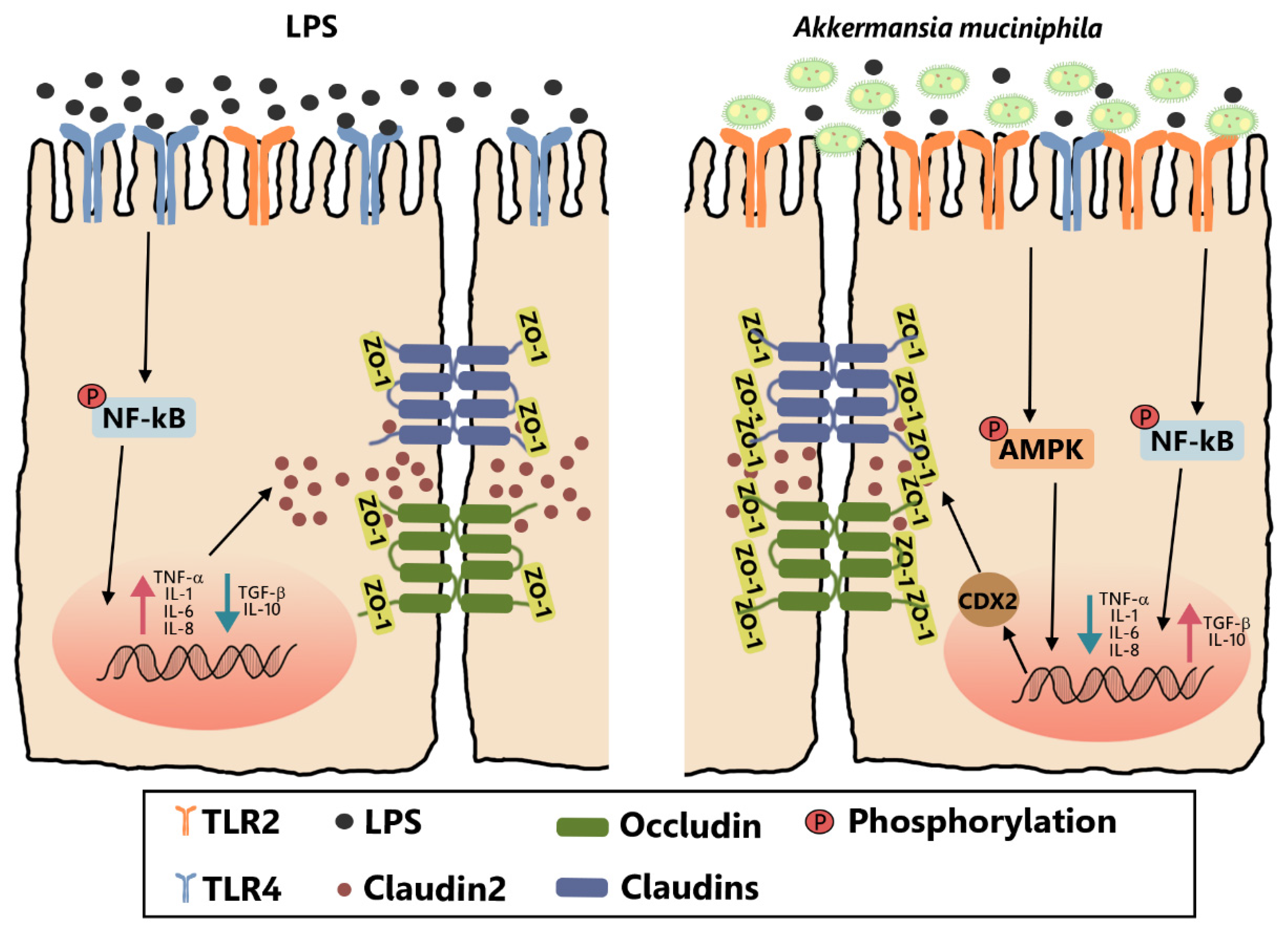 Nutrients 14 00764 g007 Nutrients 14 00764 g007