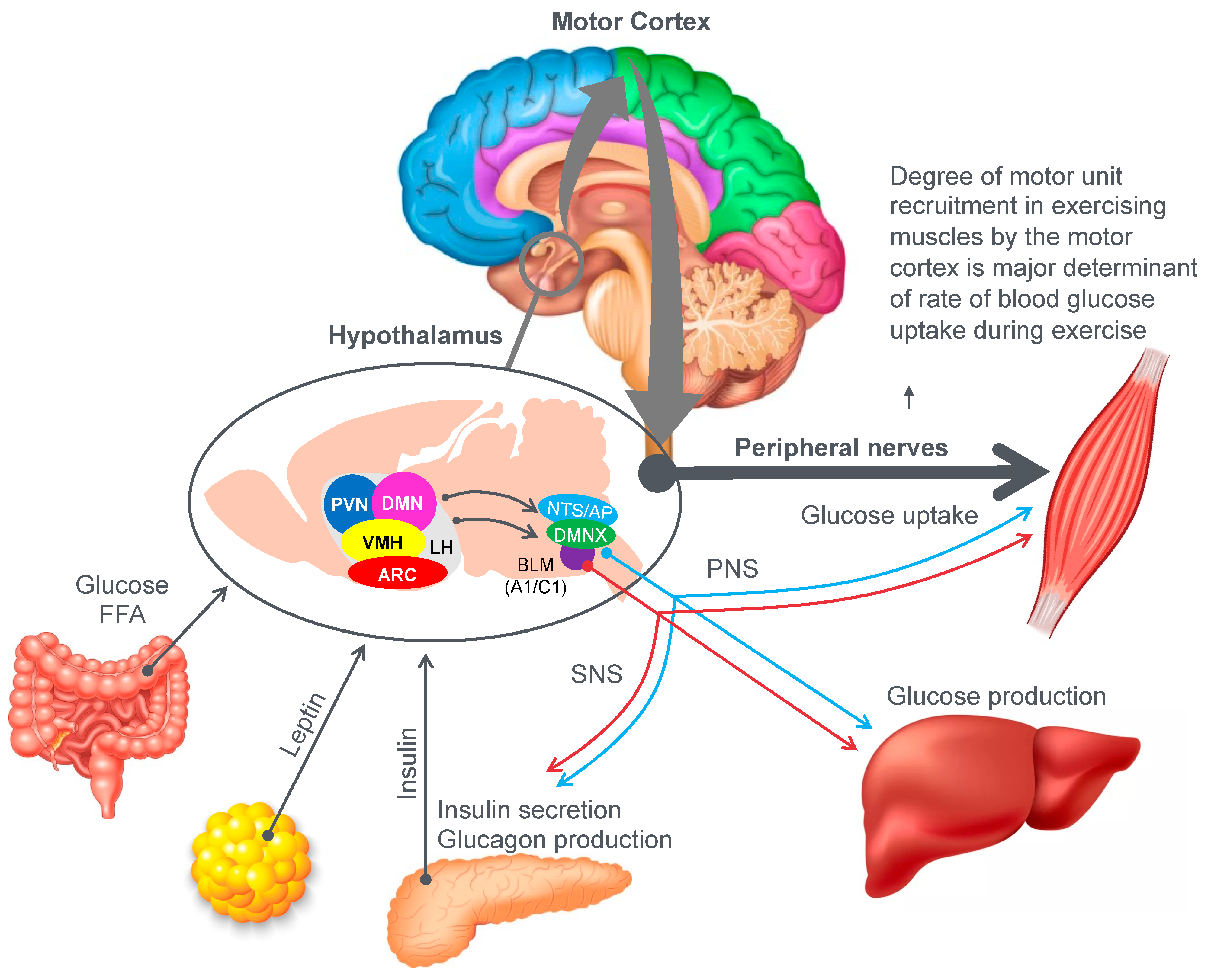 Nutrients 14 00862 g009