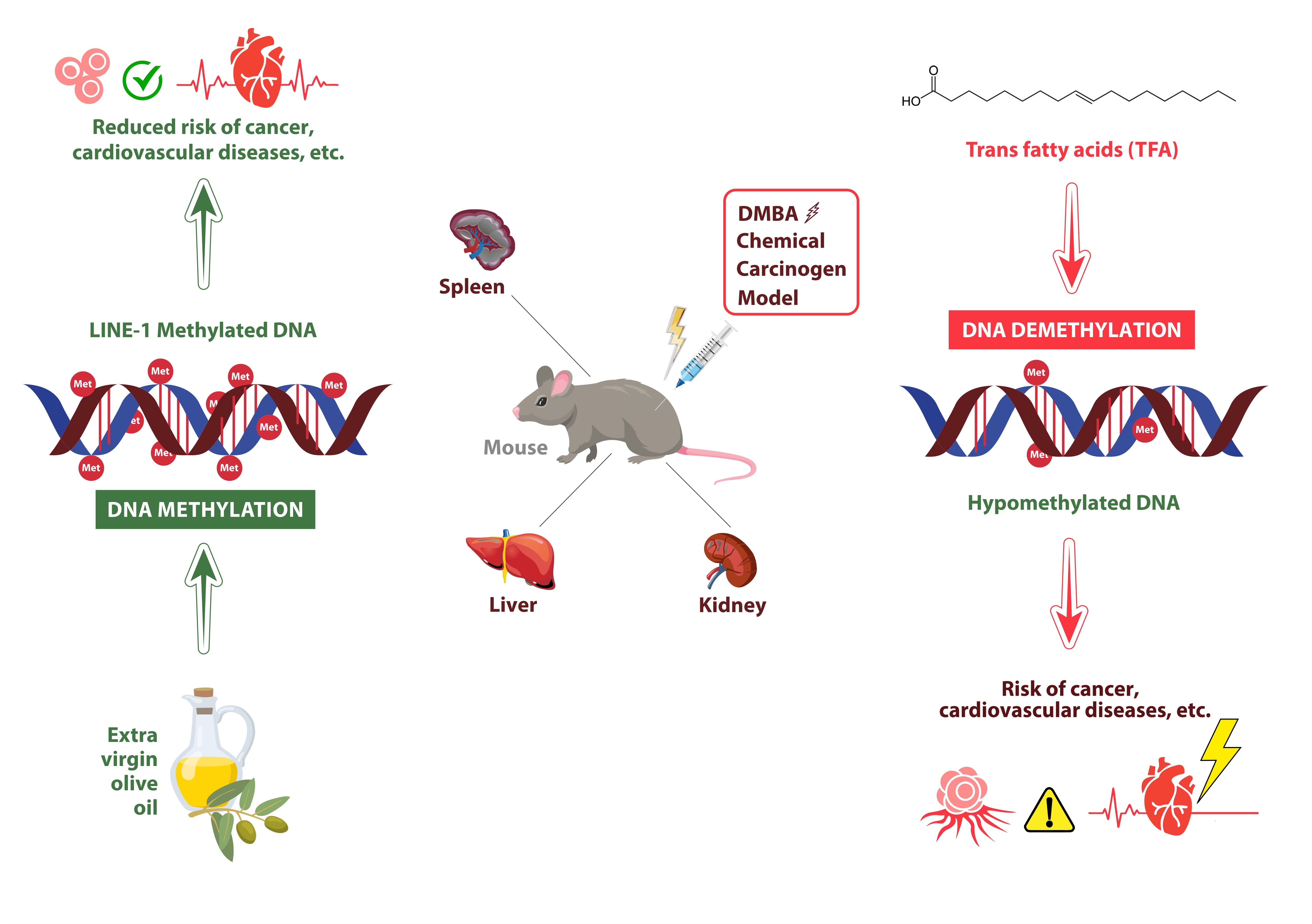 Nutrients Free FullText Olive Oil Improves While Trans Fatty Acids Further Aggravate the