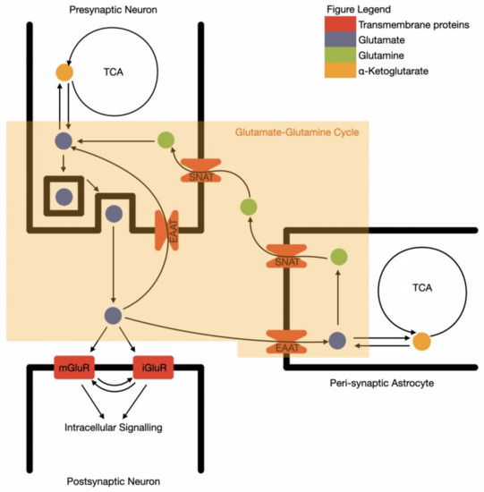 Emerging Evidence for the Widespread Role of Glutamatergic Dysfunction ...