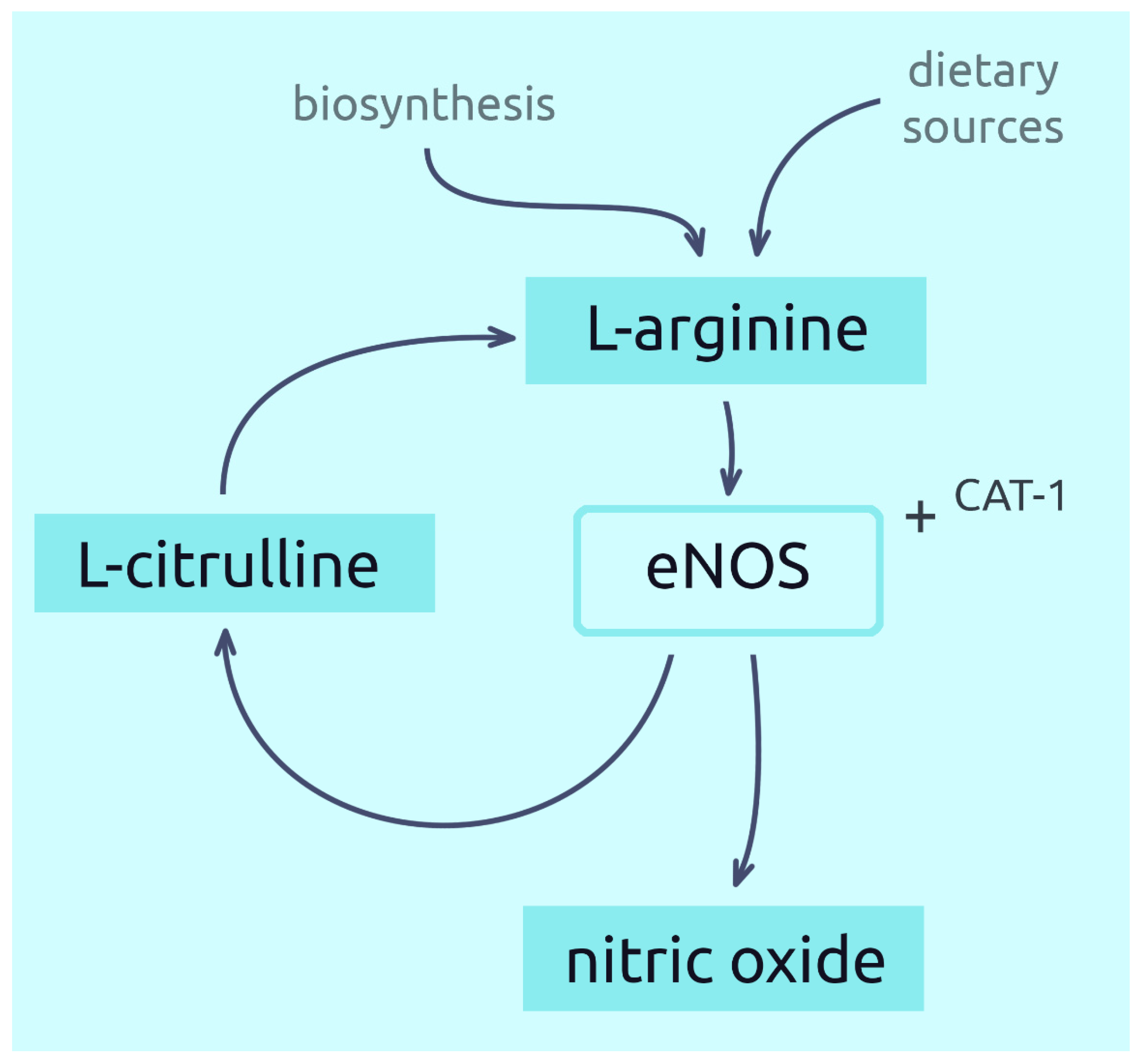 Nutrients Free FullText The Potential of LArginine in Prevention