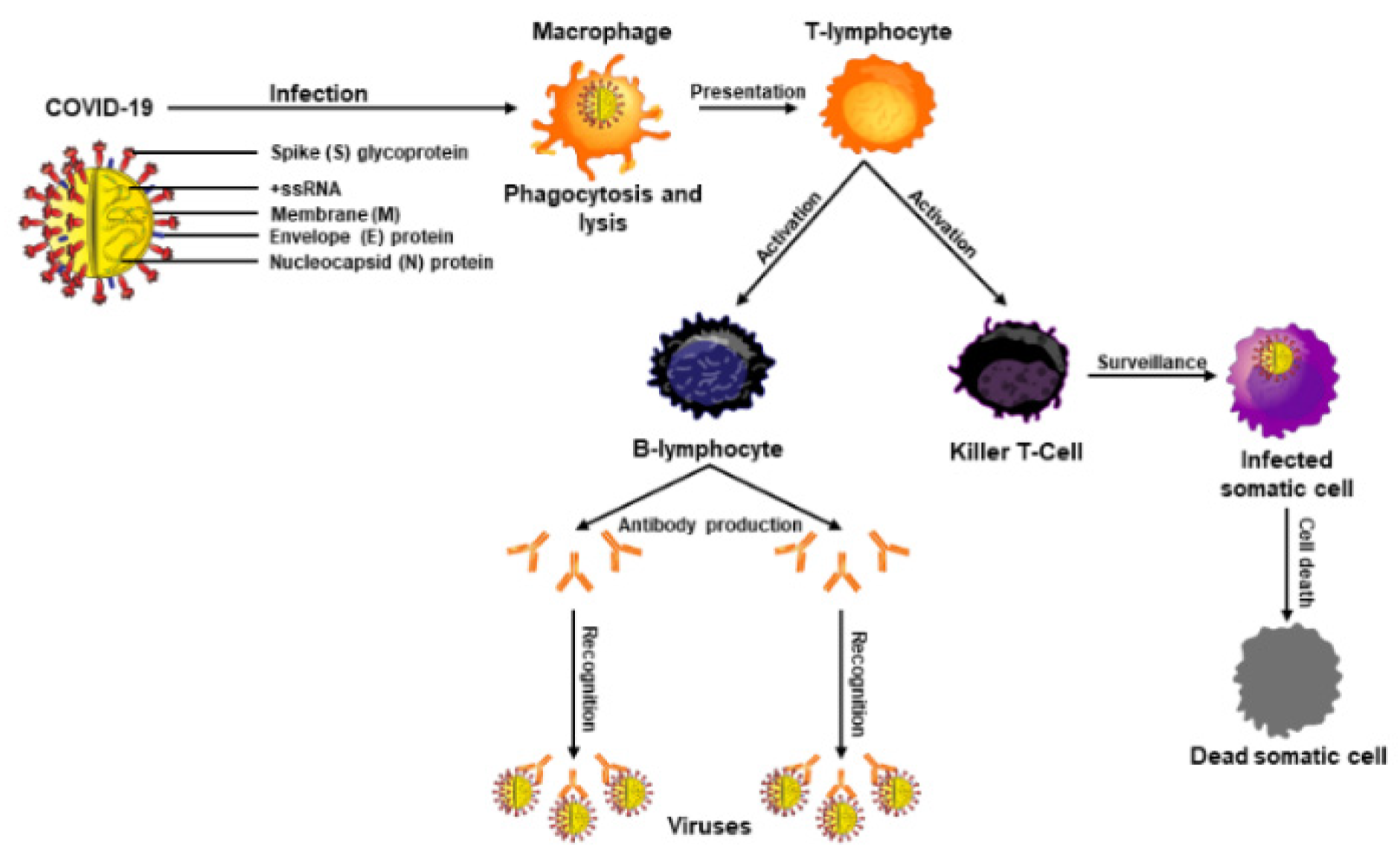 Nutrients 14 01004 g002 Nutrients 14 01004 g002