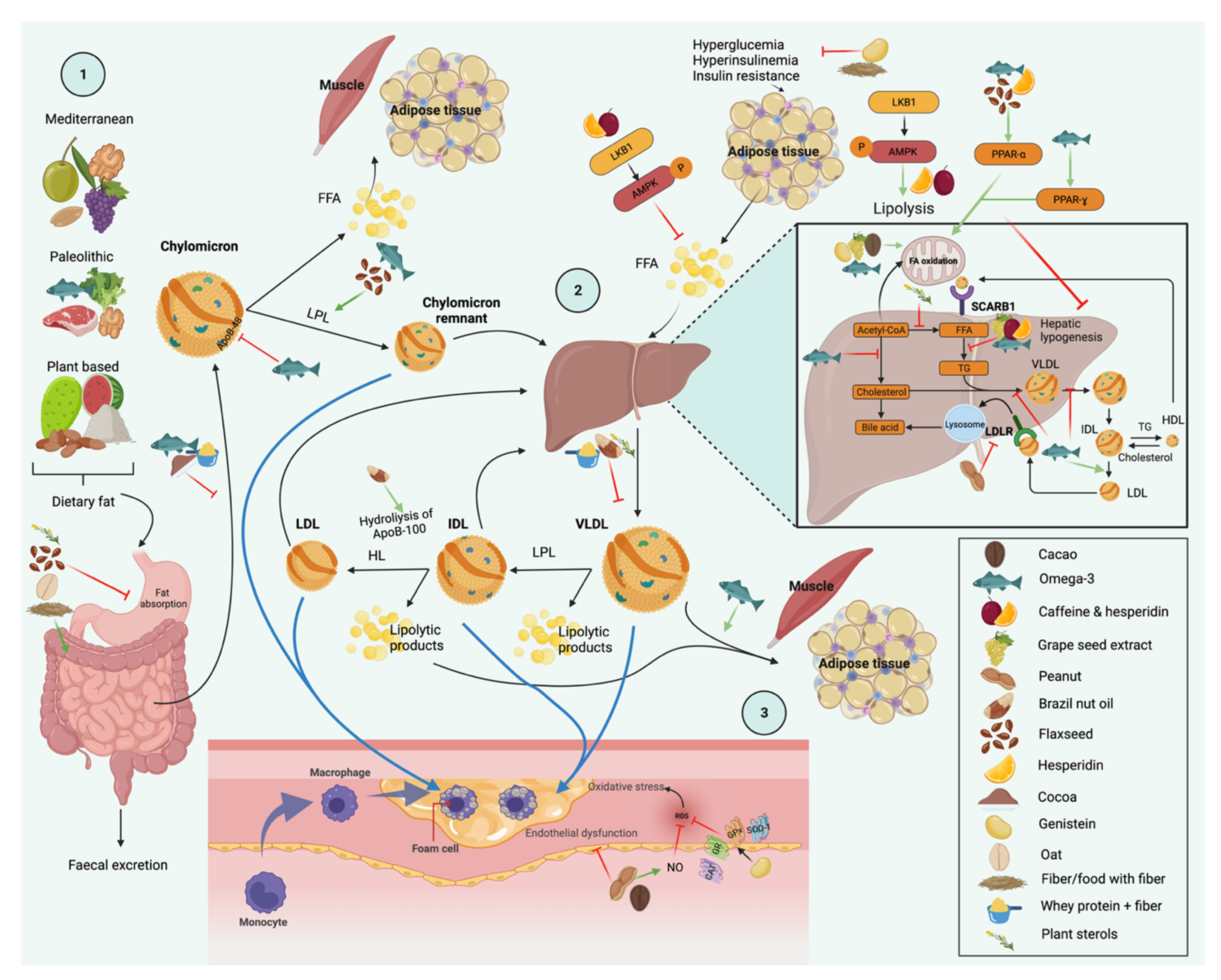 Nutrients 14 01104 g001