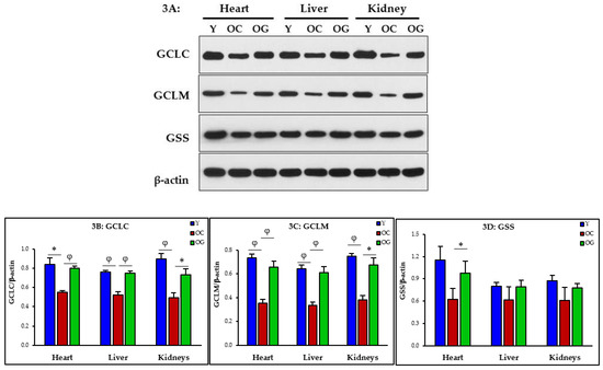 GlyNAC (Glycine and N-Acetylcysteine) Supplementation in