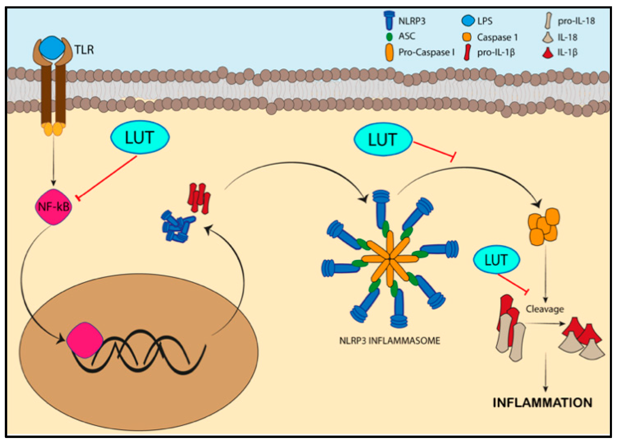 Nutrients 14 01155 g005 Nutrients 14 01155 g005