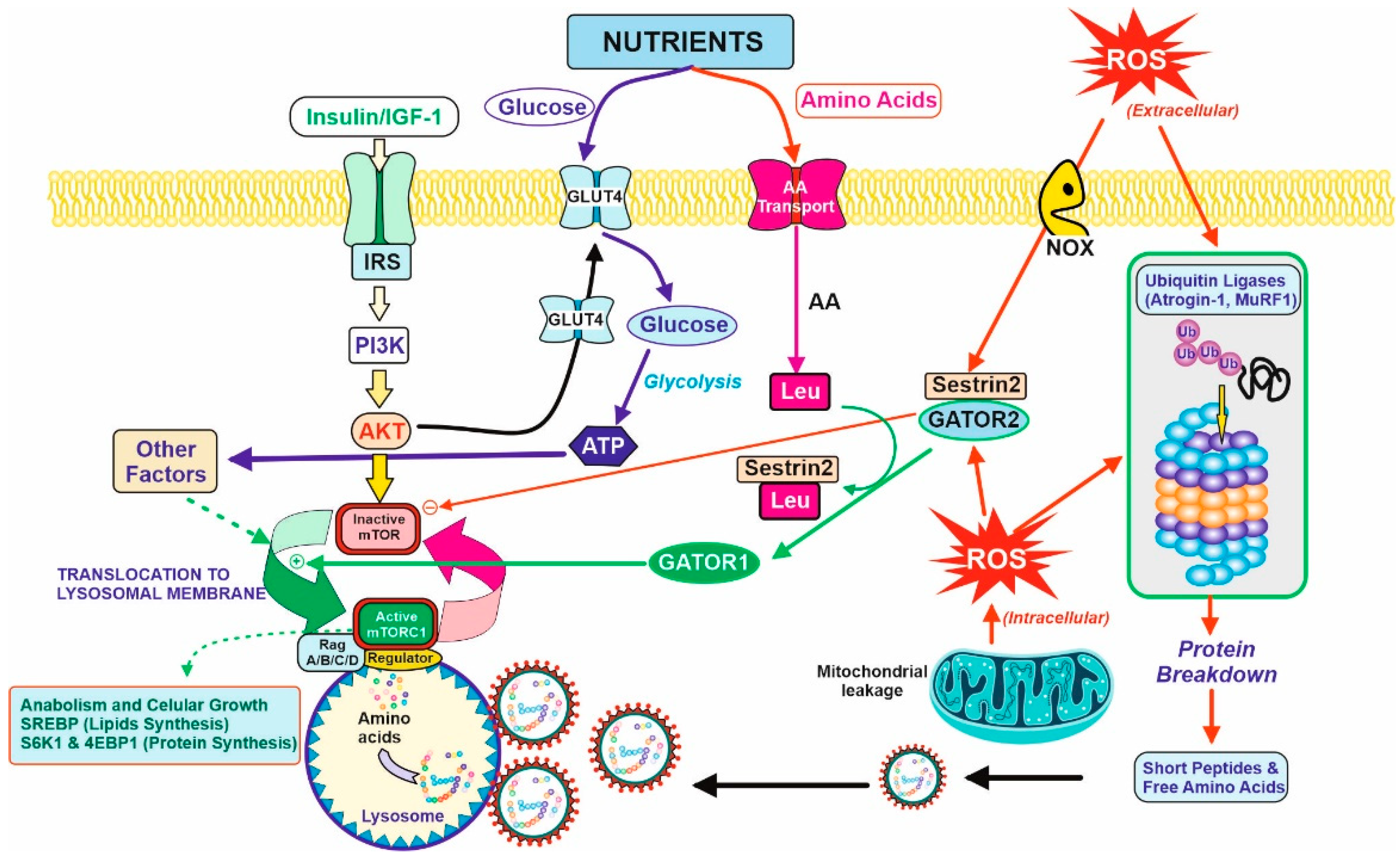 Nutrients 14 01182 g002