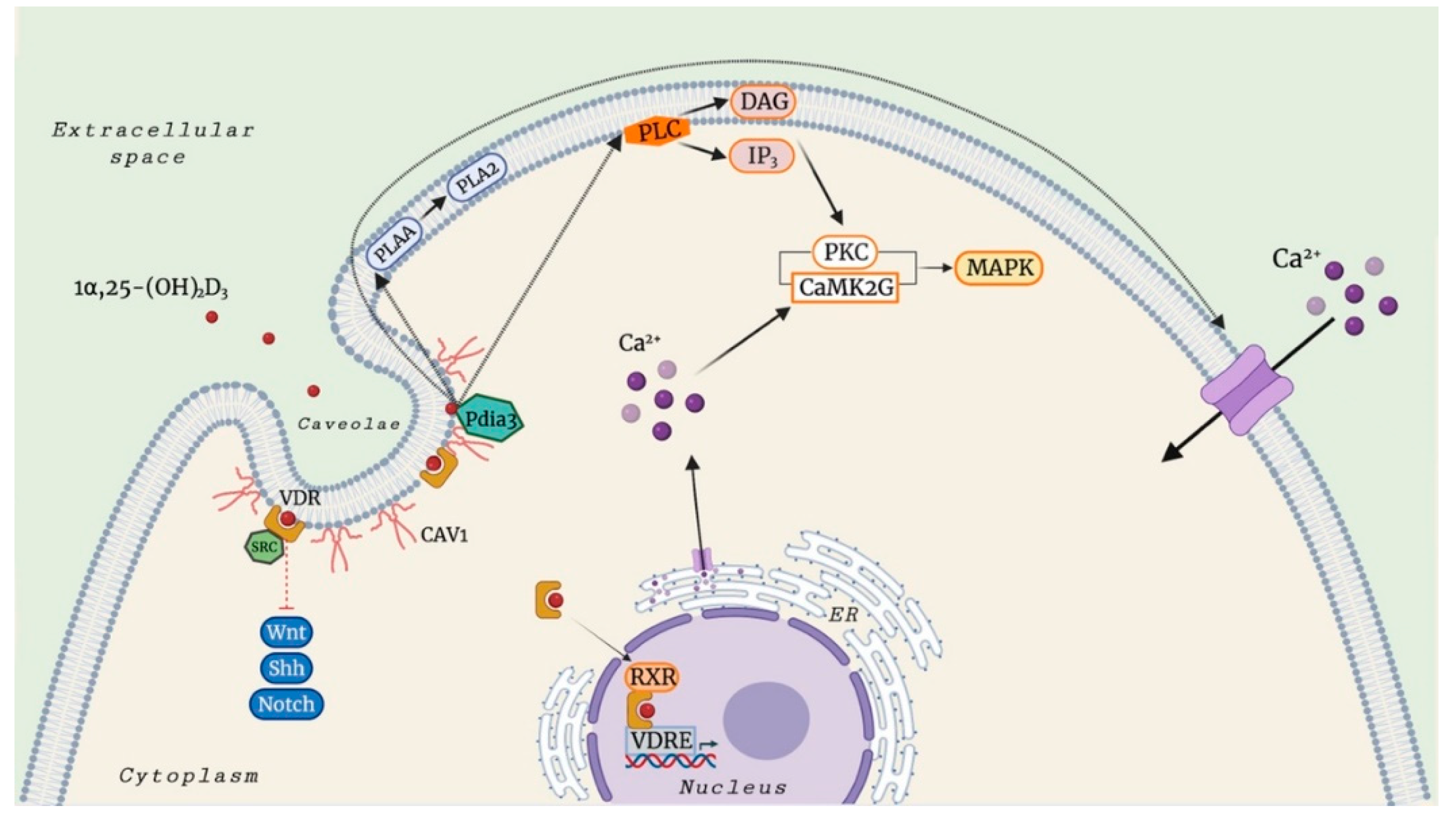 Nutrients 14 01291 g002 Nutrients 14 01291 g002