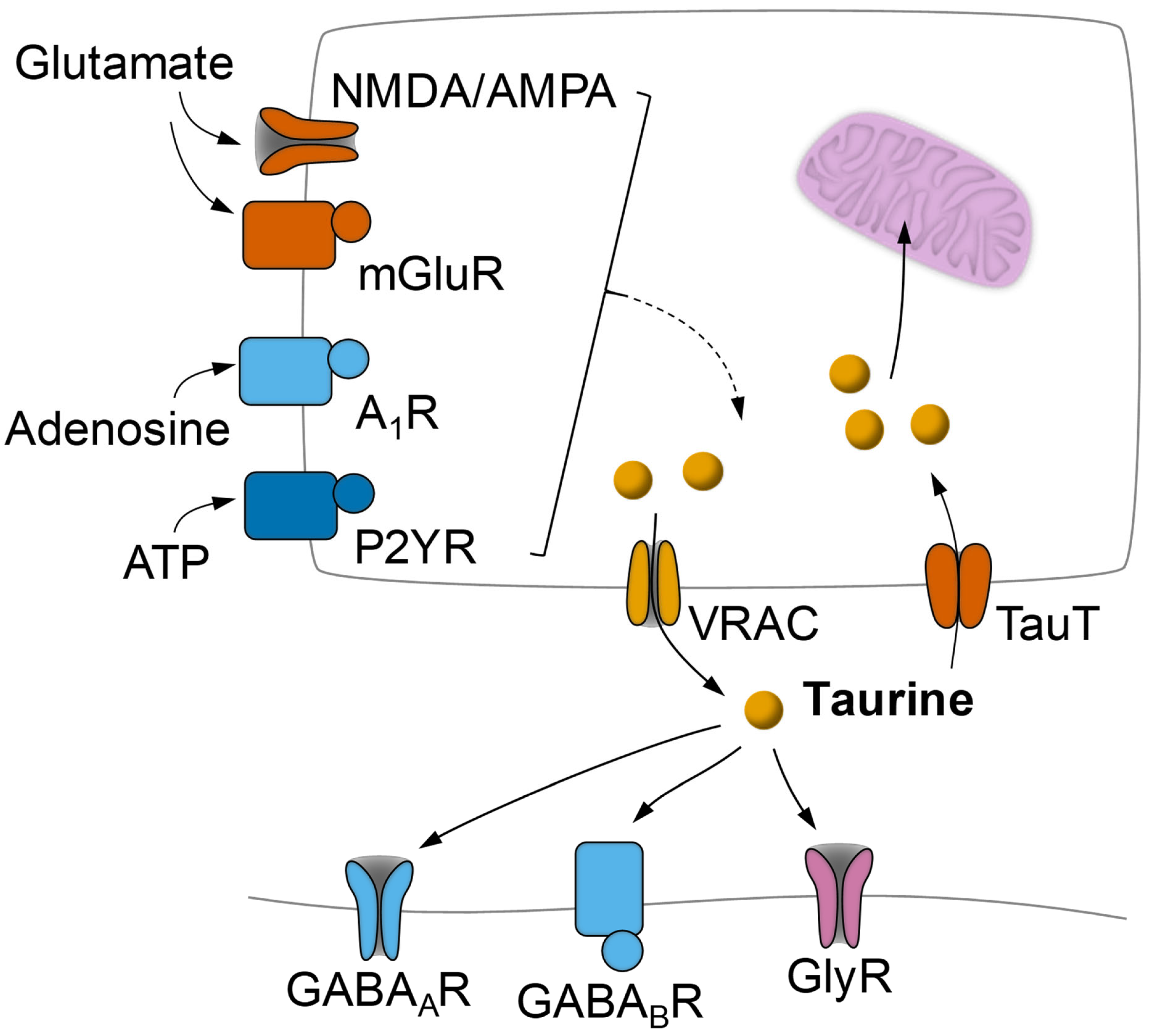 Nutrients Free Full Text Taurine Supplementation As A Neuroprotective Strategy Upon Brain Dysfunction In Metabolic Syndrome And Diabetes Html